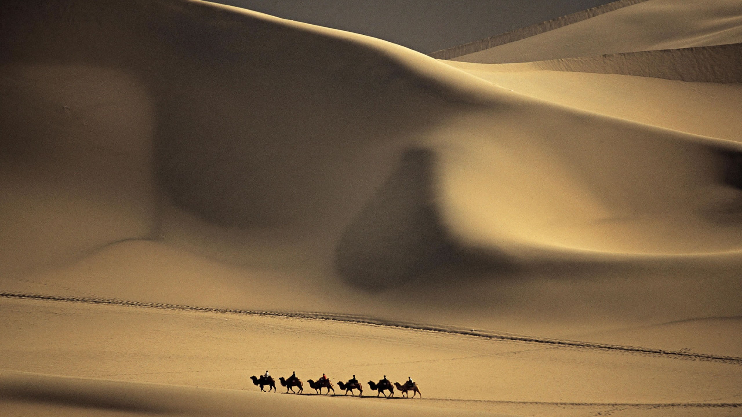 large group of animals, group of animals, domestic animals, 2K, grandes, dunas, desert, scenics - nature, beauty in nature, animal wildlife, sky, vertebrate, HD Wallpaper