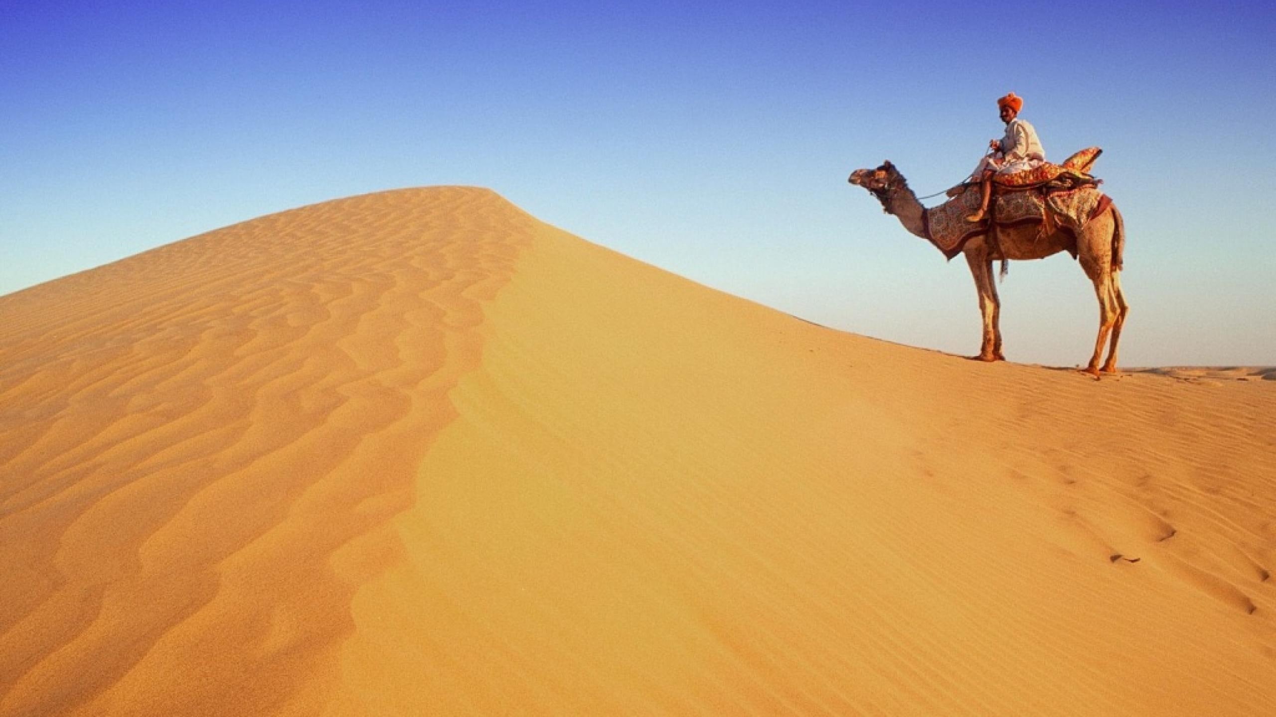 camello, travel destinations, 2K, mammal, landscape, scenics - nature, sand, clear sky, nature, arid climate, camel, travel, sky, beduino, desert, dunas, HD Wallpaper