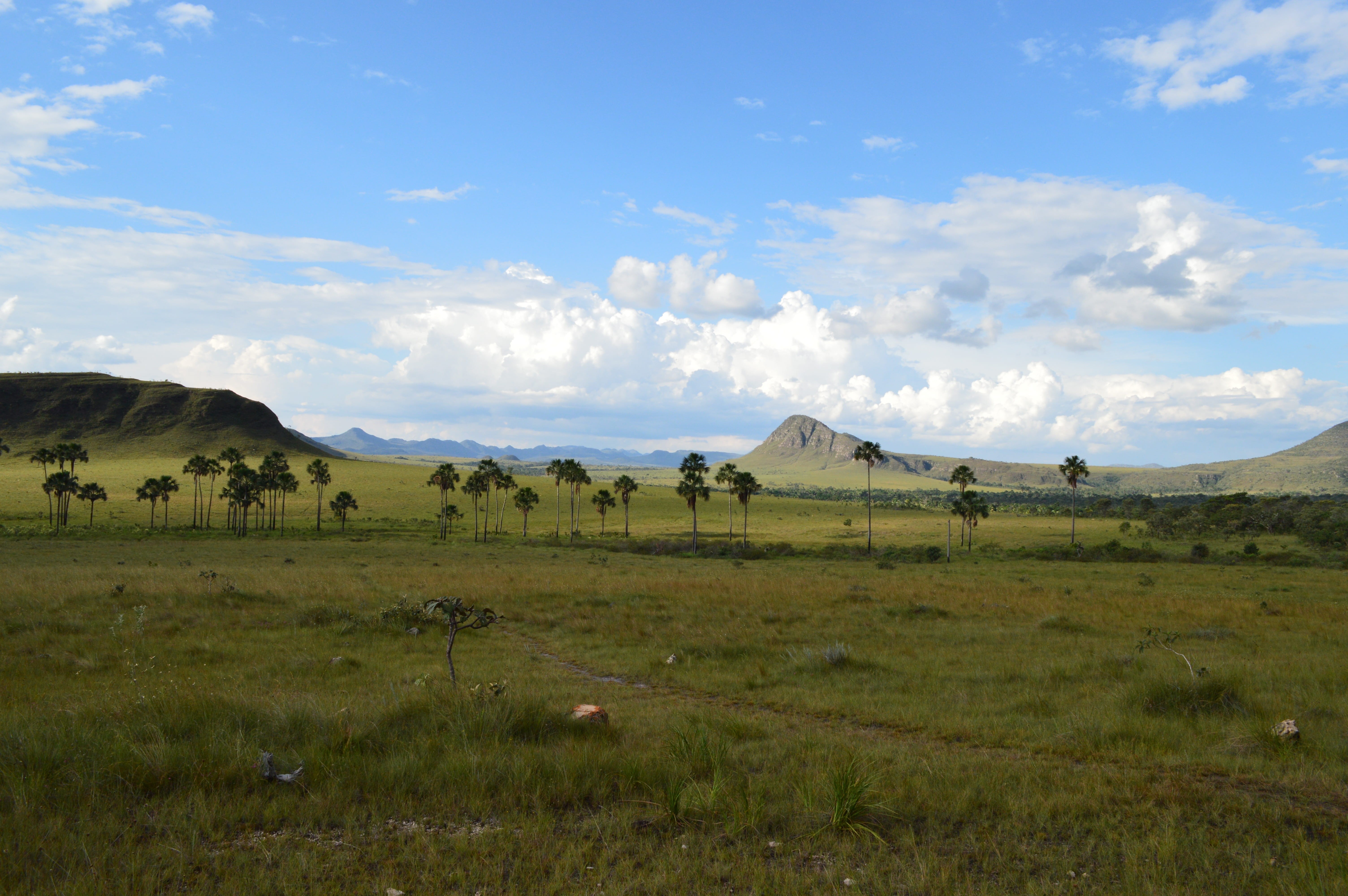 vista, tranquility, brazilian cerrado, green color, herbivorous, tourism, goiás, mammal, sky, preservation, stones, environment, chapada dos veadeiros, HD Wallpaper