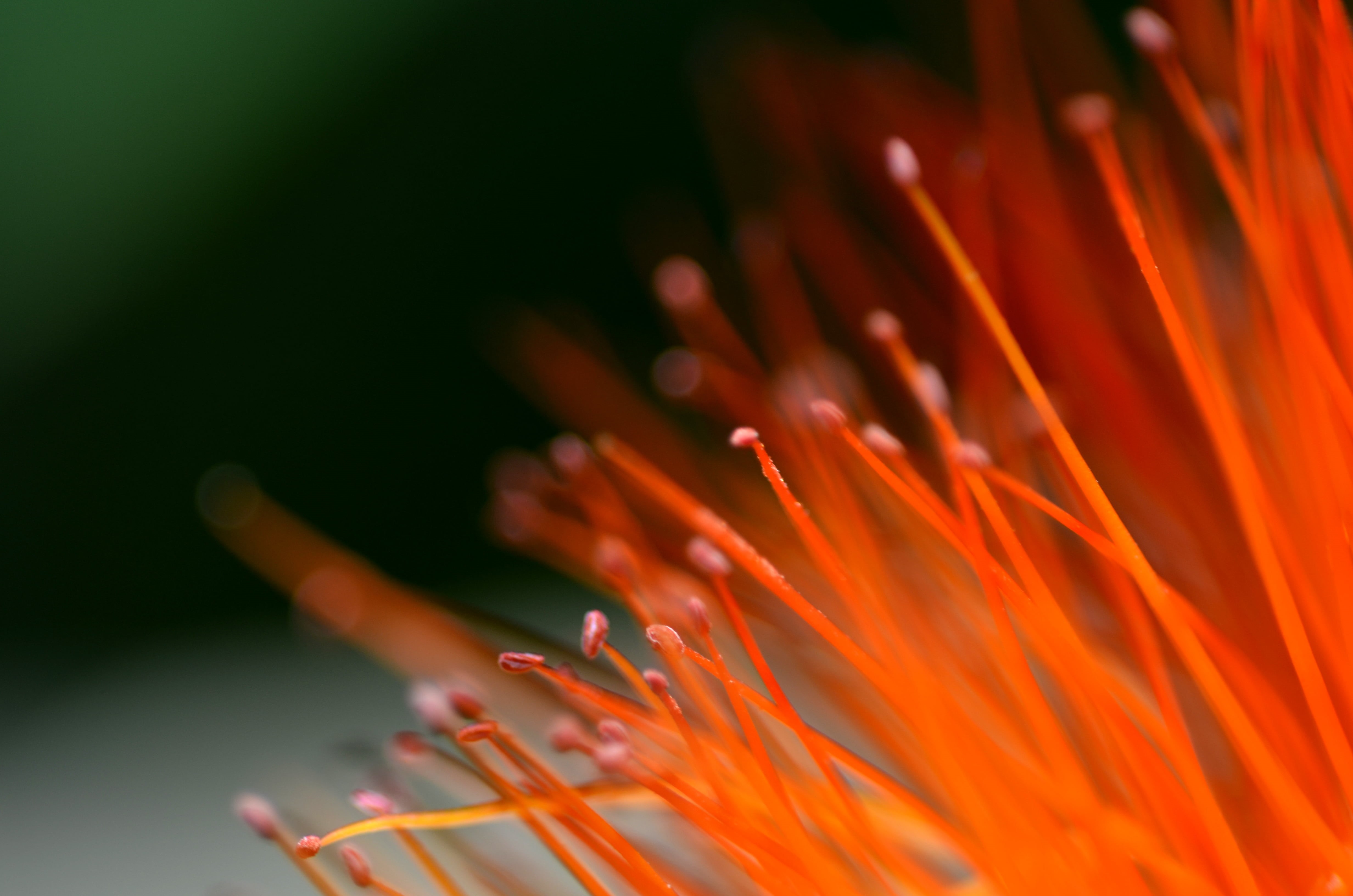 MACRO, Macro Photography, bloom, रो, focus, photography, fleur, natura, close-up  photography, blossom, red, Brazil, natuur, selective focus, রো, Flower, HD Wallpaper