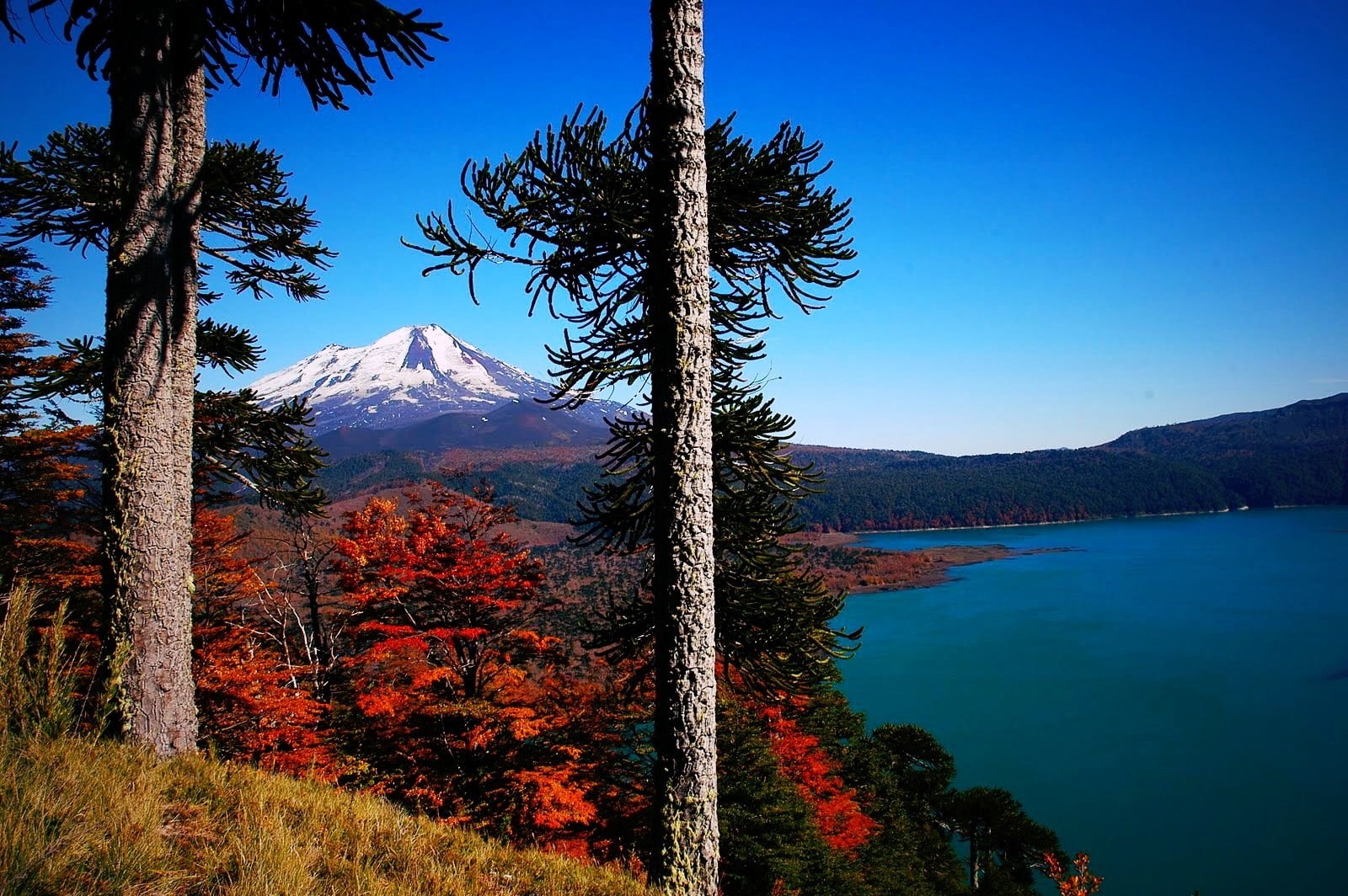 mountains, sky, forest, idyllic, tourism, turquoise colored, non-urban scene, famous Place, snow, monkey puzzle tree, land, grass, reflection, fall, gray, HD Wallpaper