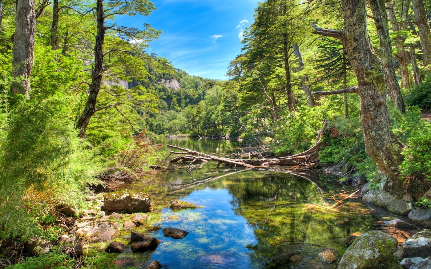 outdoors, nature, summer, Chile, beauty in nature, green color, river, growth, stream - flowing water, tranquility, scenics - nature, plant, tree, tranquil scene, HD Wallpaper