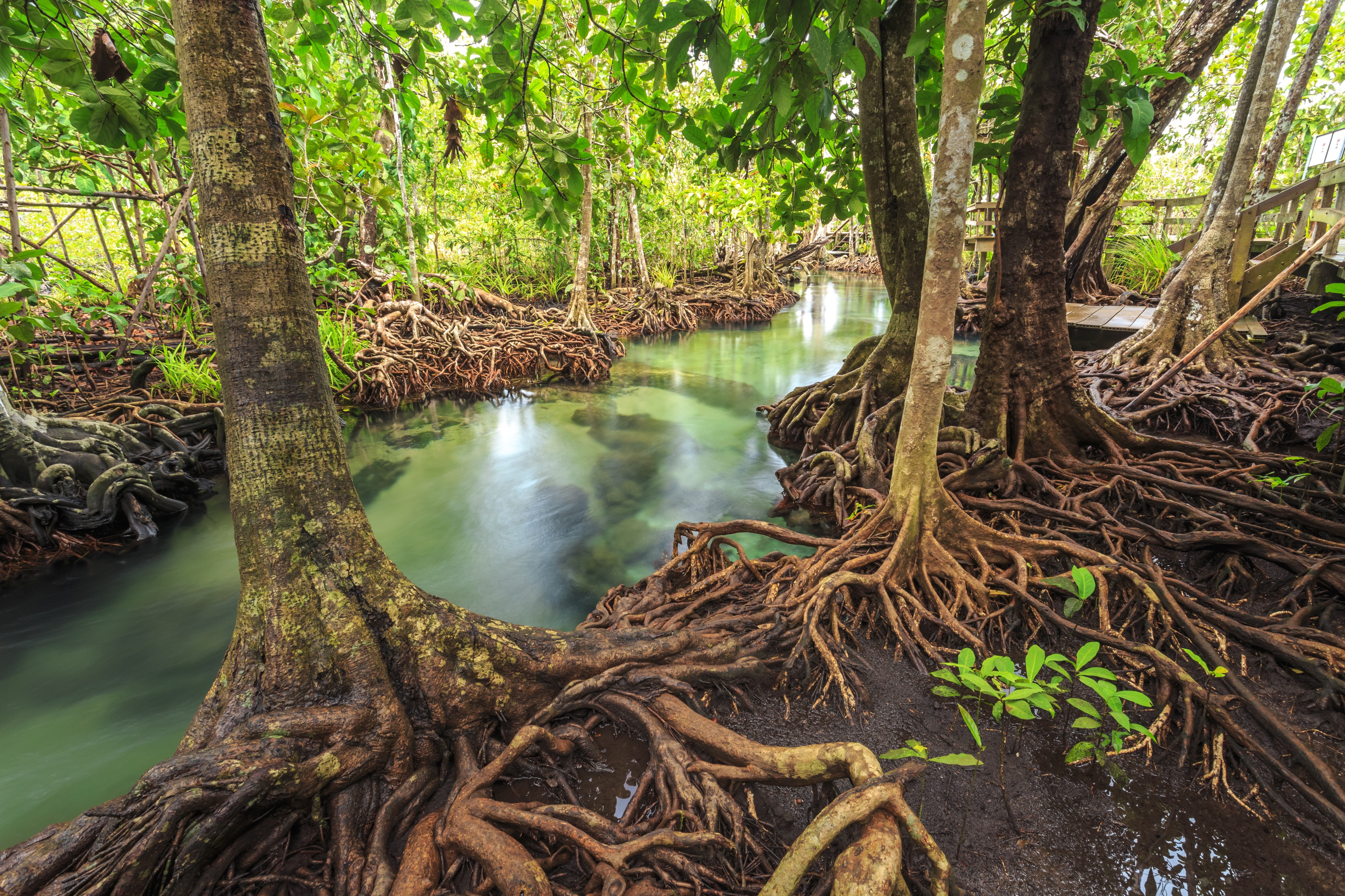 tropical, landscape, lake, 5K, mangrove, river, tree, beautiful, emerald, forest, HD Wallpaper