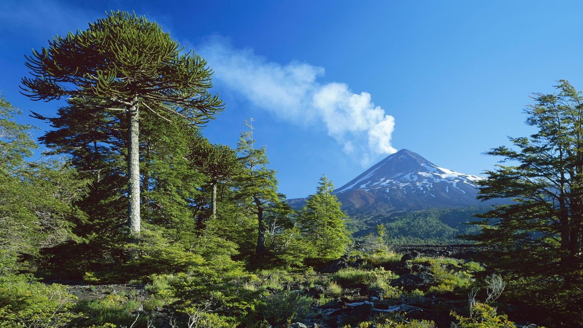 smoke, mountain peak, daylight, power in nature, mountain, growth, Chile, tree, volcano, coniferous tree, tranquil scene, land, scenics - nature, idyllic, HD Wallpaper