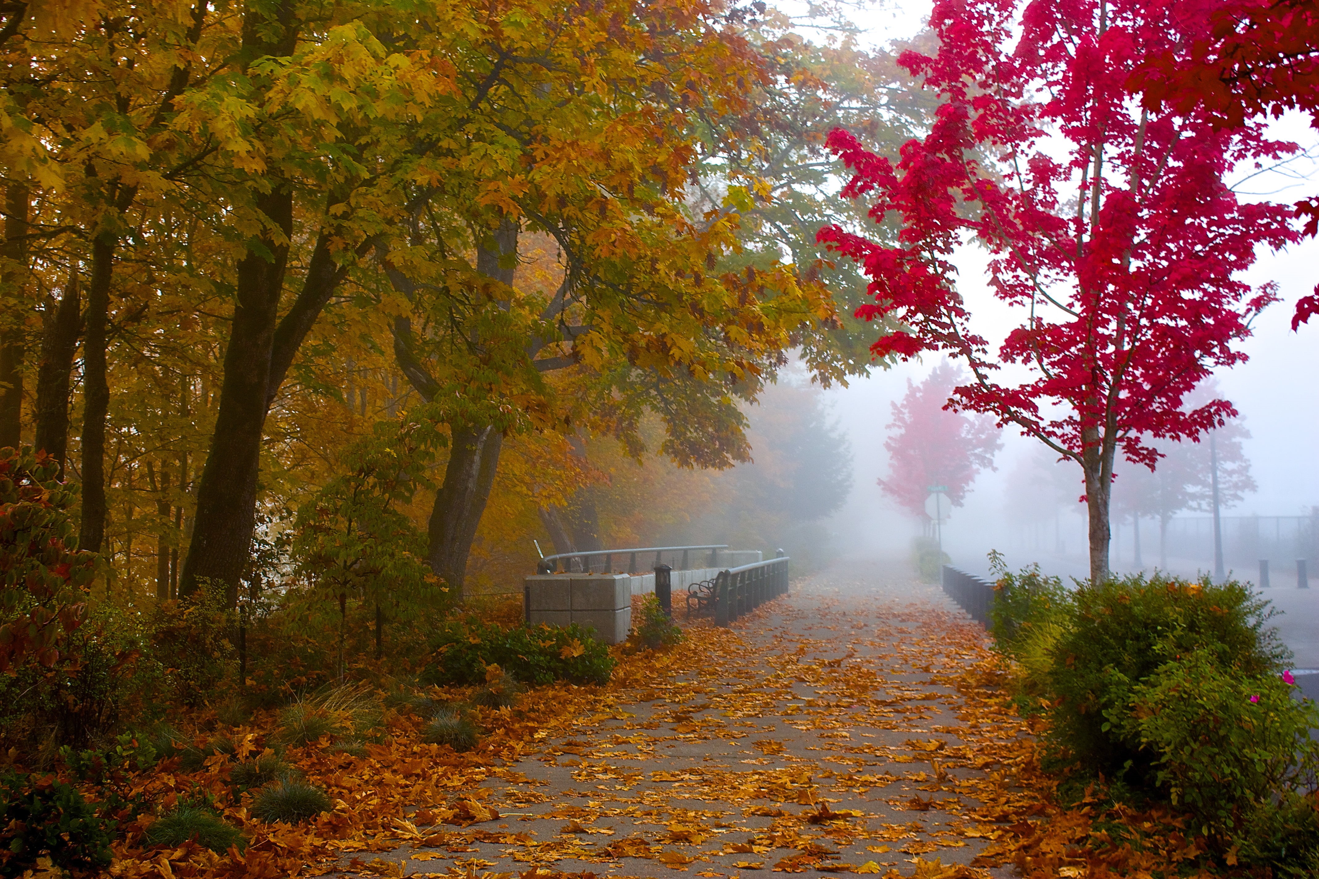 leaf, red, leafy, OR, tree, fog, corvallis, photography, gray, autumn, green, River Walk, season, Fall, leaves, shallow, concrete, Willamette Valley, forest, HD Wallpaper
