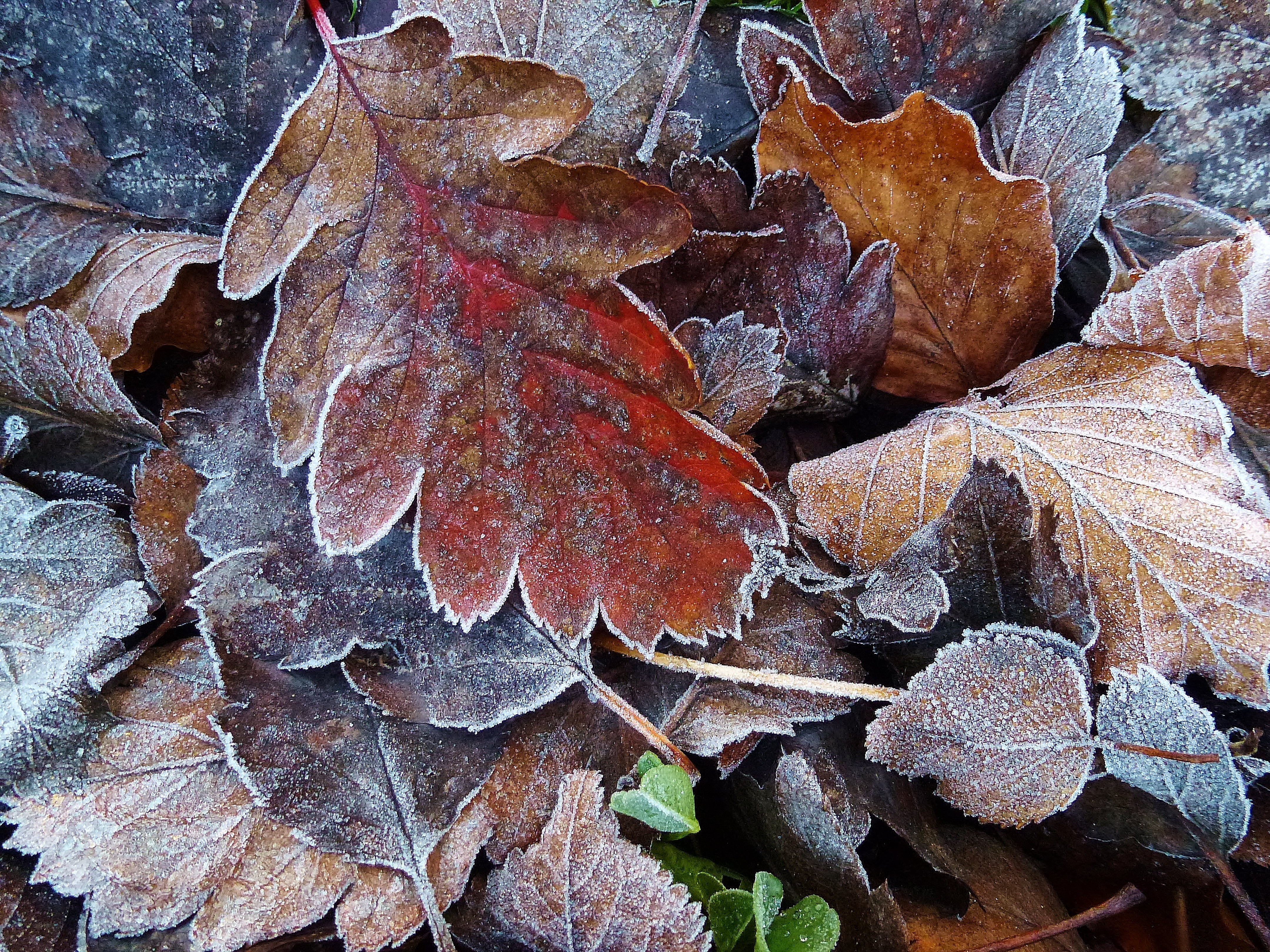 dry, autumn, backgrounds, season, pile, 4K, frost, nature, plant, leaf, leaves, brown, red, First Frost, oak, forest, dried, HD Wallpaper