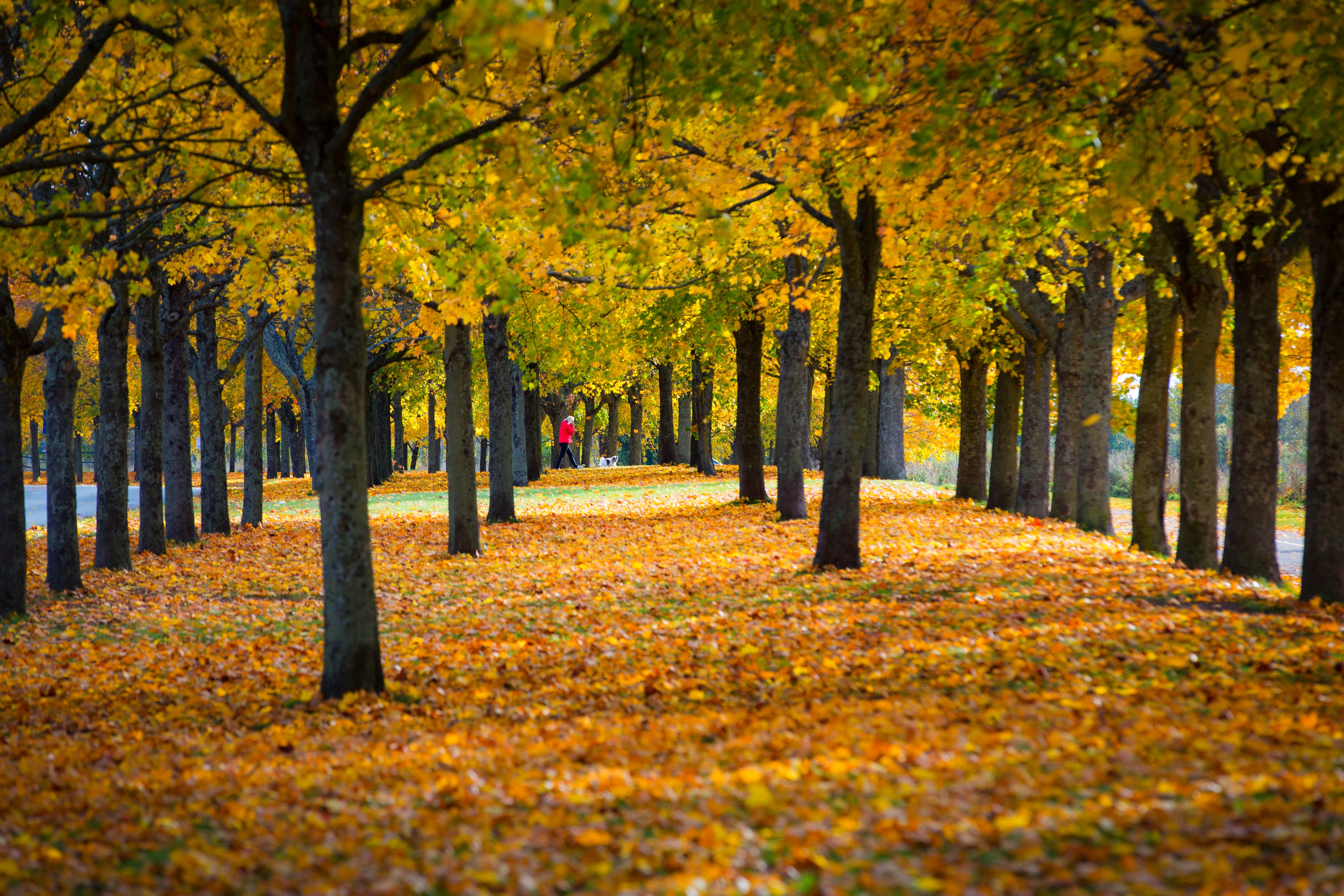outdoors, trees, backe, yellow, landscape, Uppsala, footpath, park - Man Made Space, mm, autumn, season, beauty In Nature, USM, f/2, Canon EF, Sverige, HD Wallpaper