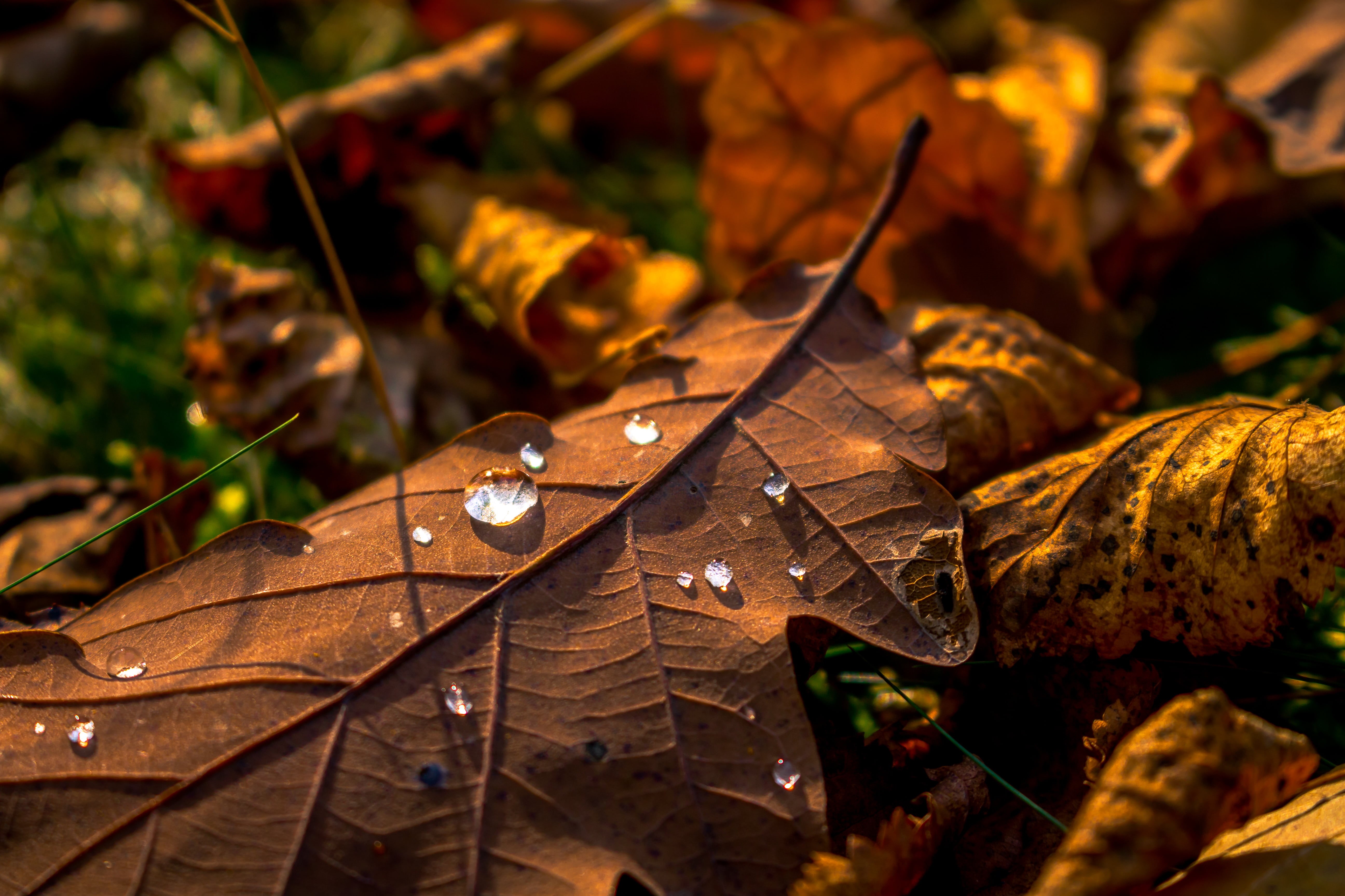 yellow, outdoors, orange Color, brown, Waterdrop, forest, autumn, close-up, water, nature, dried, tree, clear, october, 5K, Warm, Makro, drops, Leaf, season, HD Wallpaper