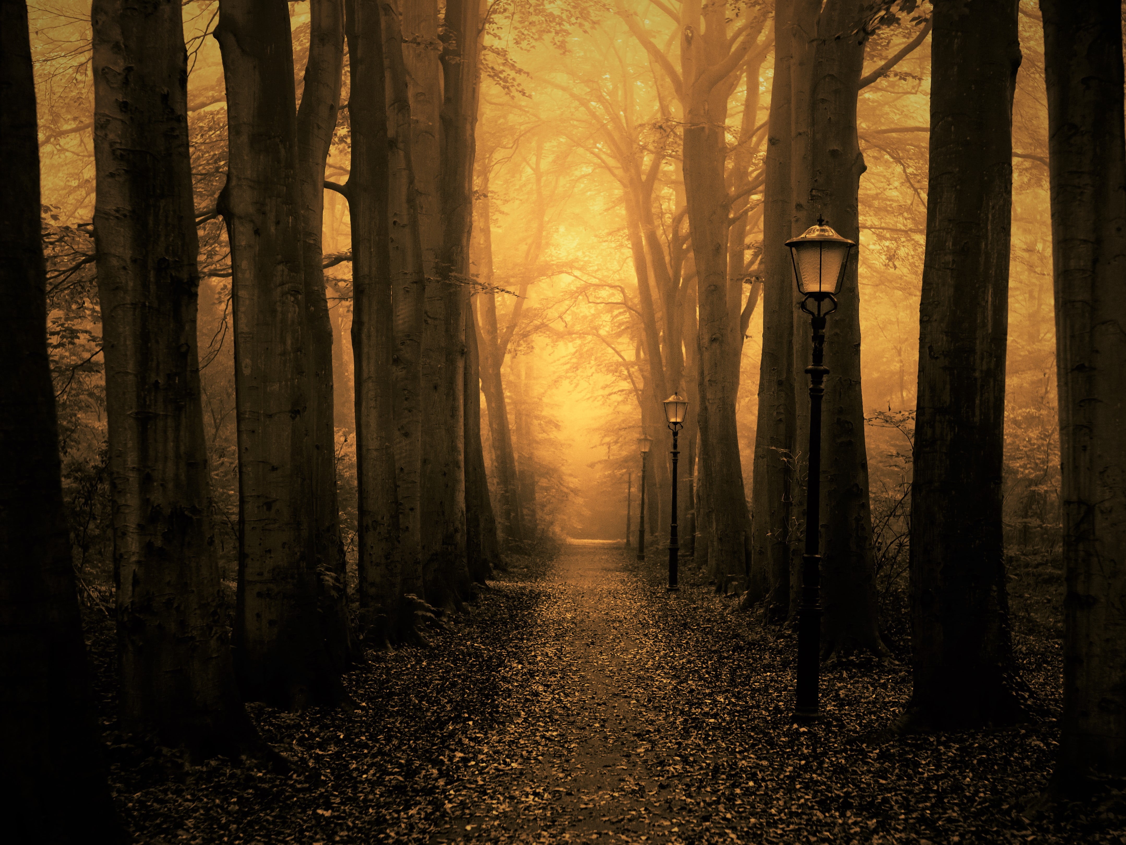black and brown, nature, black, 4K, mystery, landscape, brown, streetlights, woodland, leaf, spooky, forest, autumn, light - Natural Phenomenon, season, HD Wallpaper