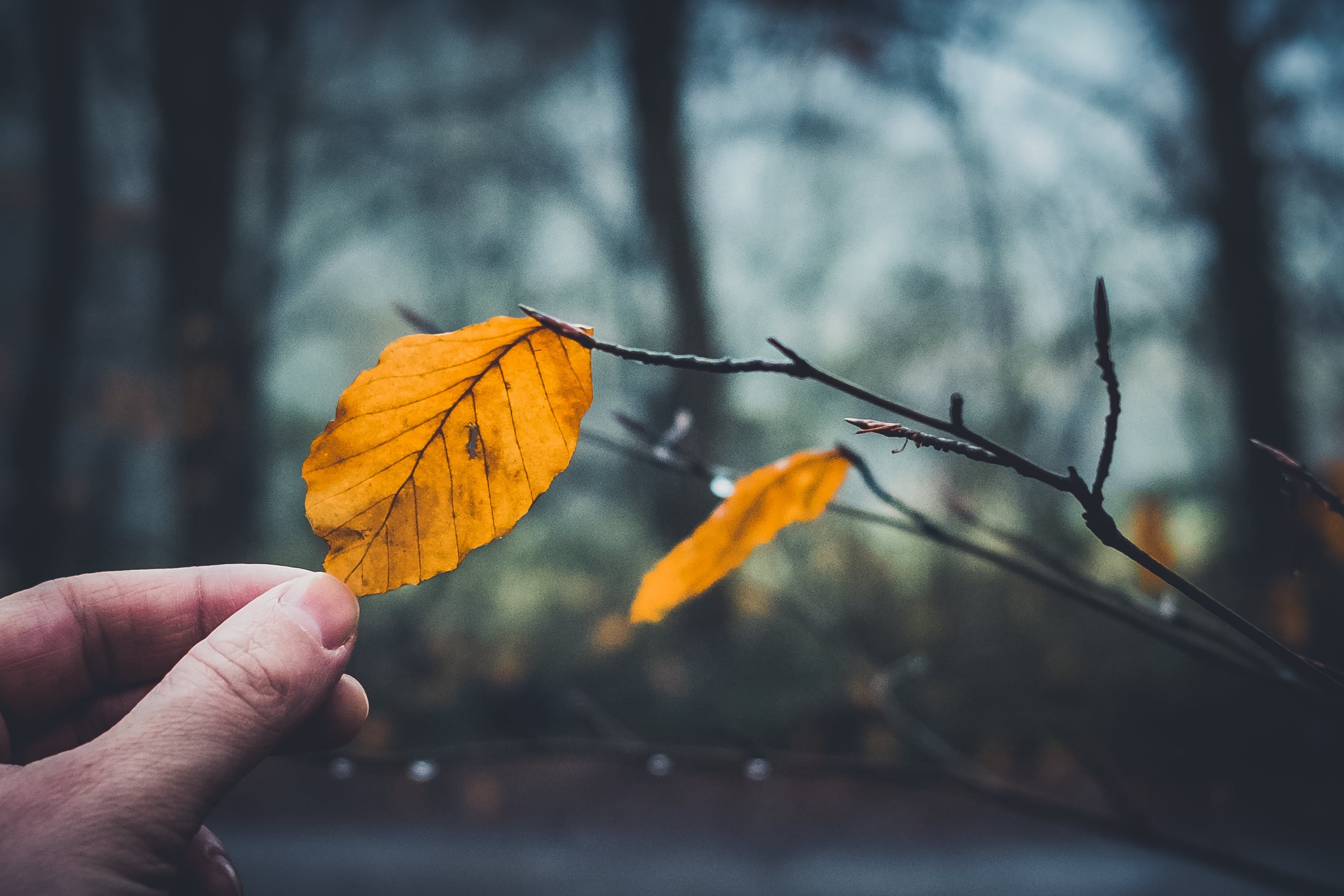 leaf, yellow, tree, forest, orange, season, outdoors, orange Color, 2K, leaves, nature, woodland, dried, Wald, branch, autumn, HD Wallpaper