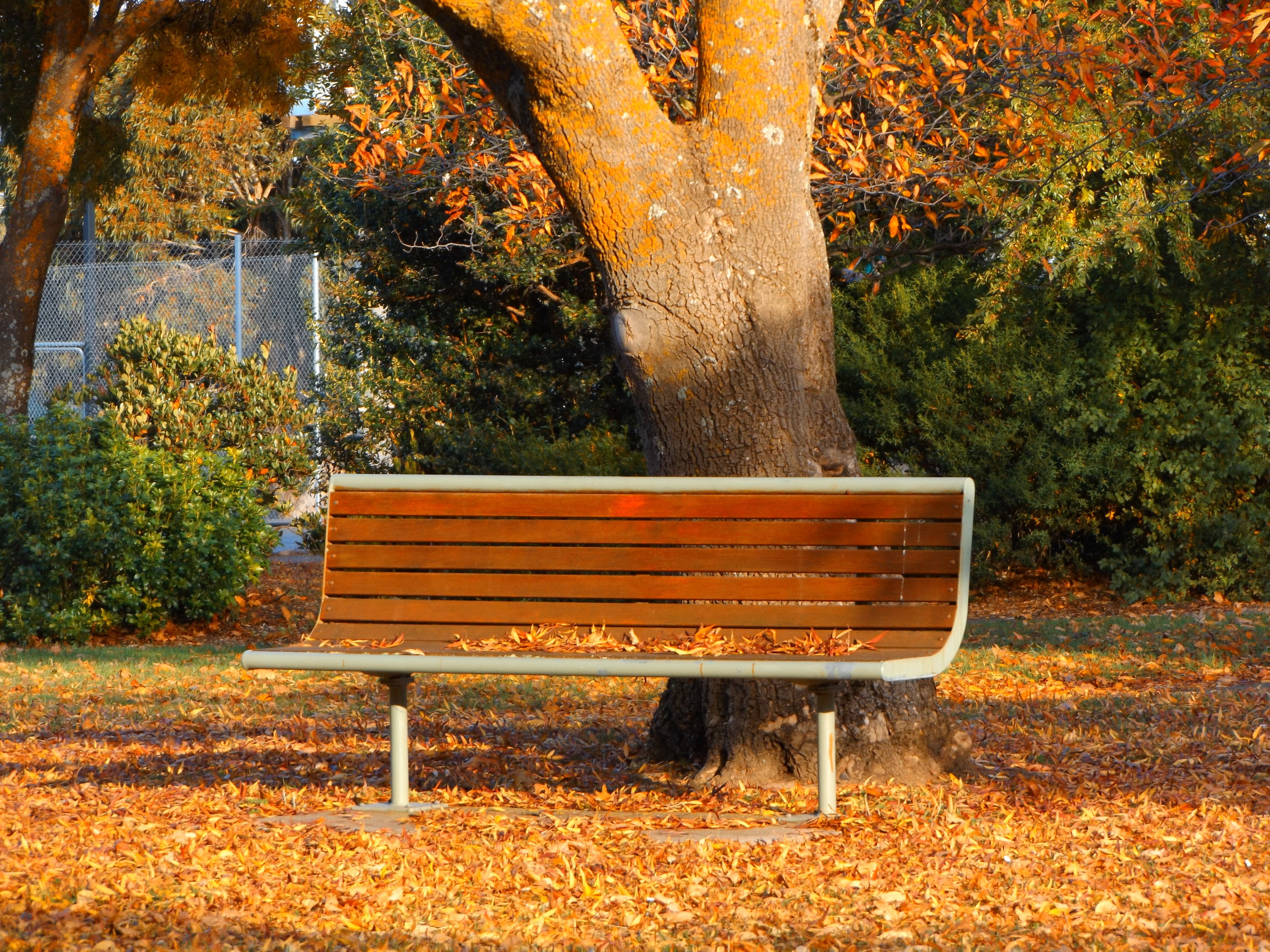 orange, empty, 4K, leaf, orange color, color, autumn, growth, grass, tree trunk, beside, sunny, relax, wooden, park - man made space, australia, seat, HD Wallpaper