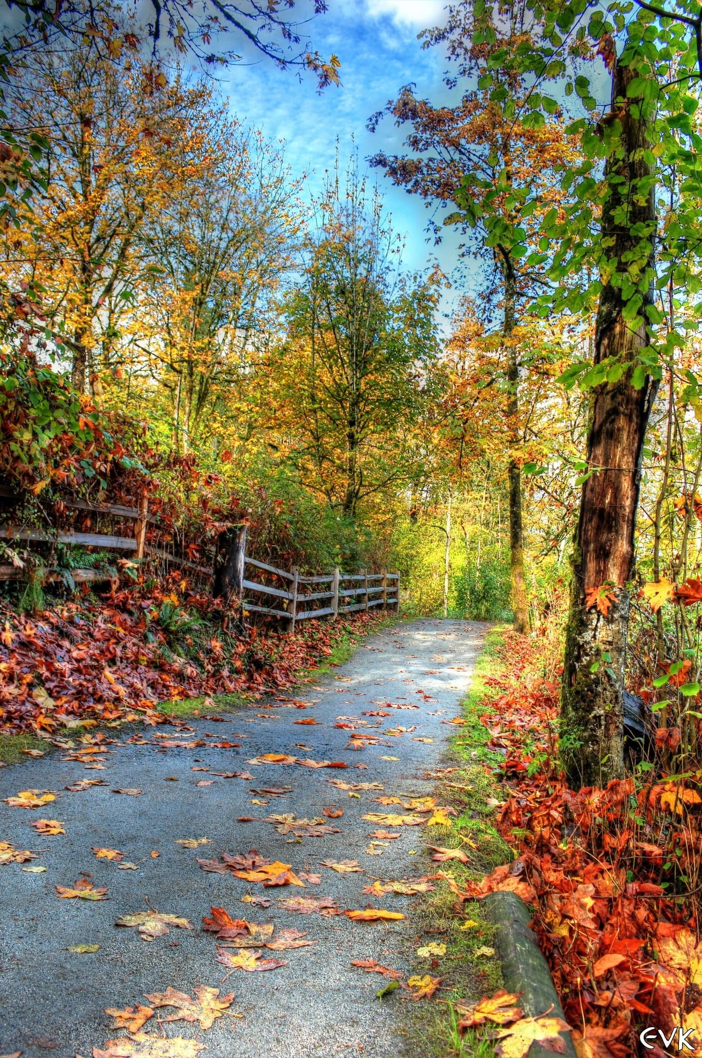 landscape, colors, footpath, green Color, tranquil Scene, day, lush Foliage, rural Scene, vibrant, fall color, fall, concrete, beside, autumn, tranquility, Phone HD Wallpaper
