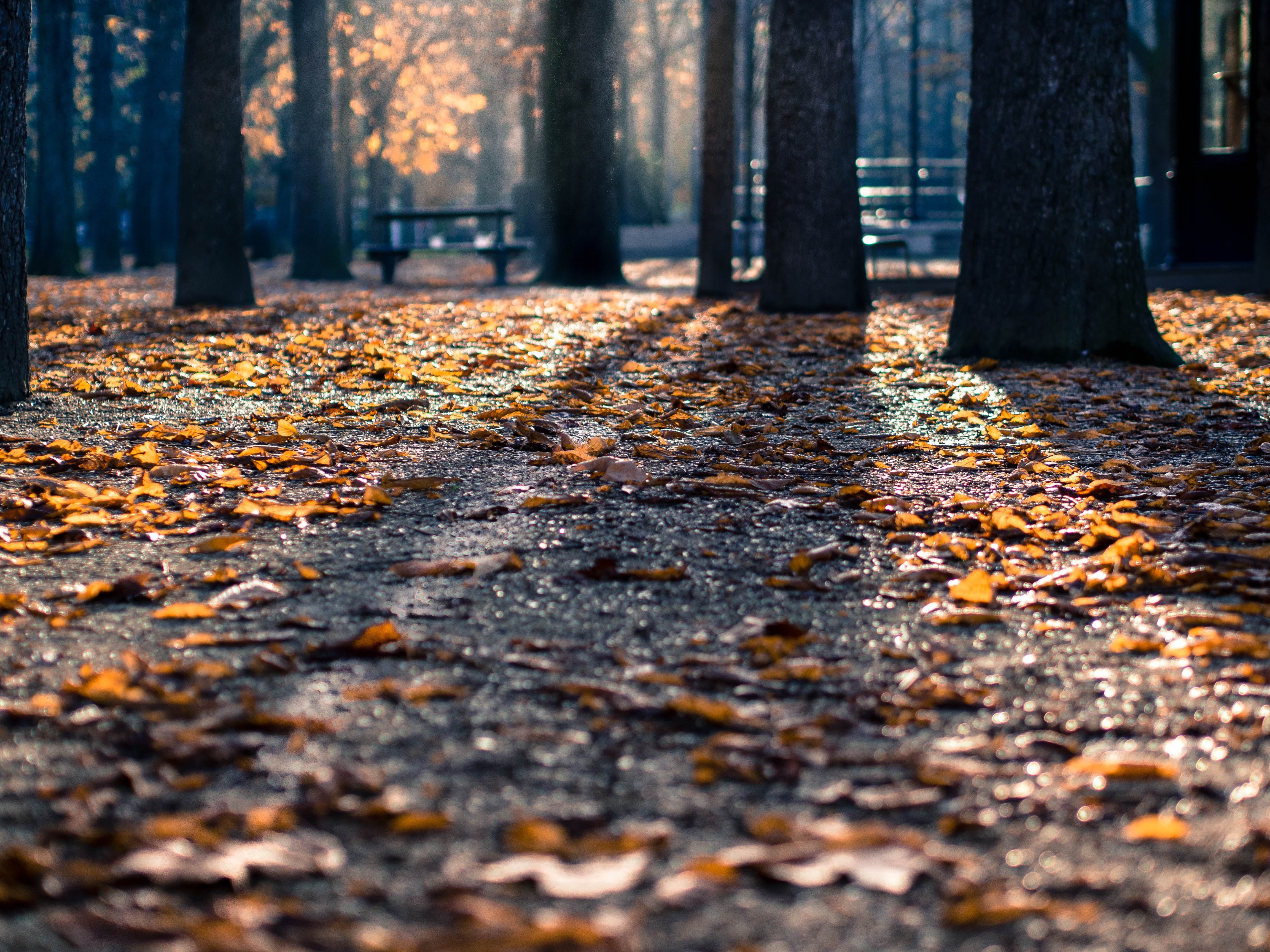 treest, fall, trunk, autumn, season, october, brown, falling, fallen, leaves, yellow, nature, angle, dried, shot, colors, tranquil, sunlight, park - Man Made Space, HD Wallpaper