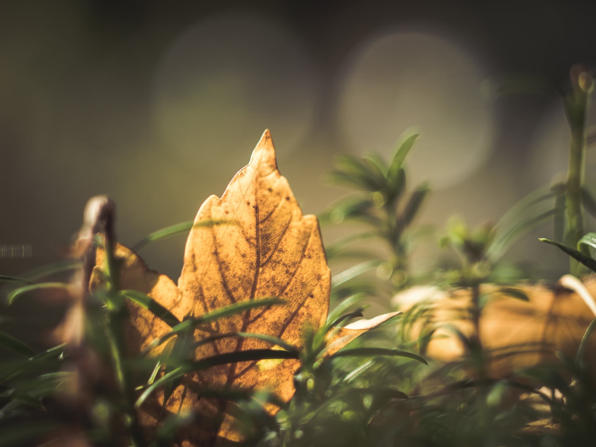 photography, Helios 44, dof, green grass, shallow, outdoors, Autumn, Panasonic Lumix GX8, green Color, bokeh, Foto, brown, focus, green, 1080P, Challenge, HD Wallpaper