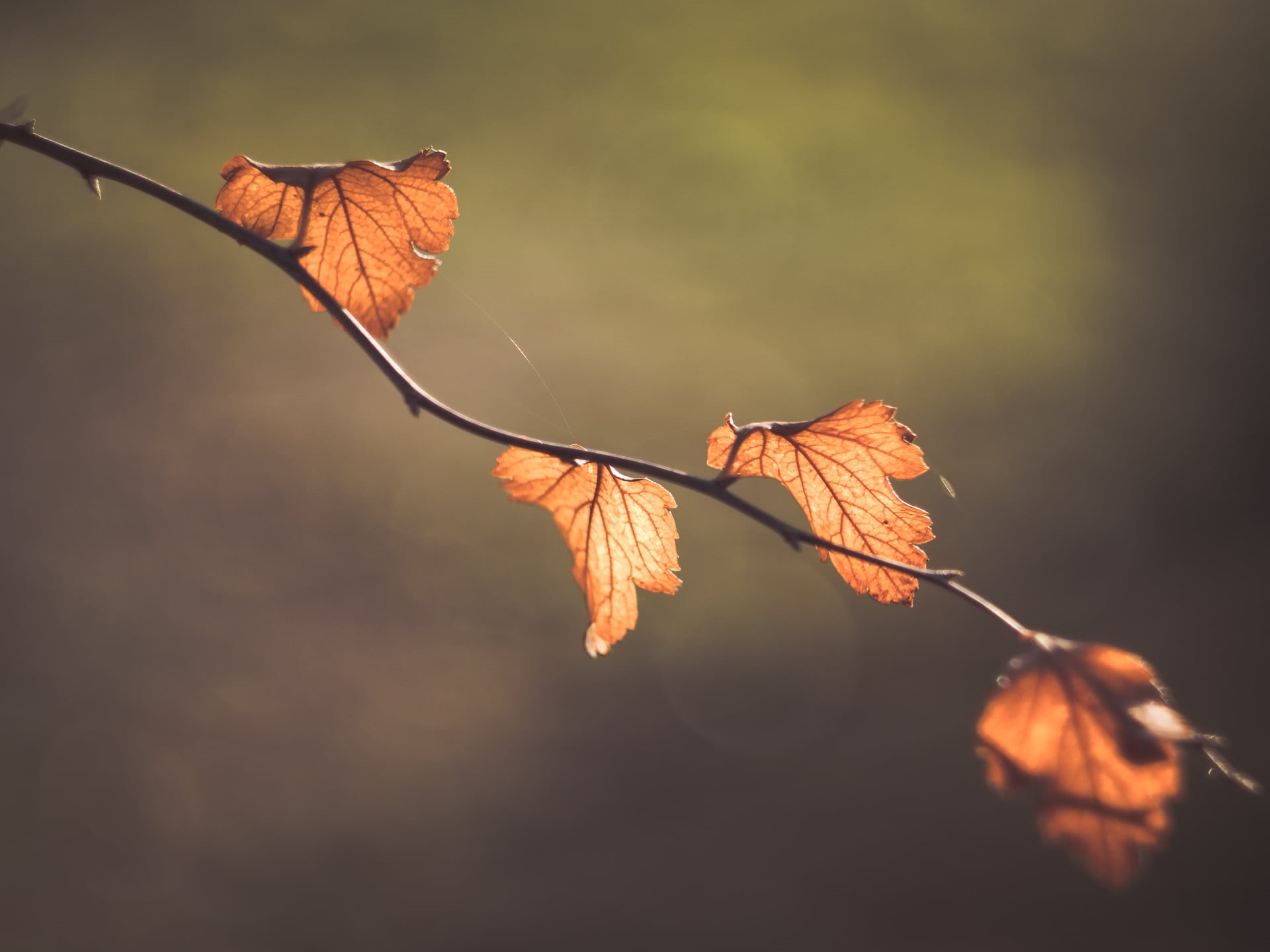 Blätter, autumn colours, Helios 44, bokeh, Peach, photo, vibrant Color, plant, season, lens, backgrounds, mood, moody, orange Color, forest, close-up, autumn  leaves, HD Wallpaper
