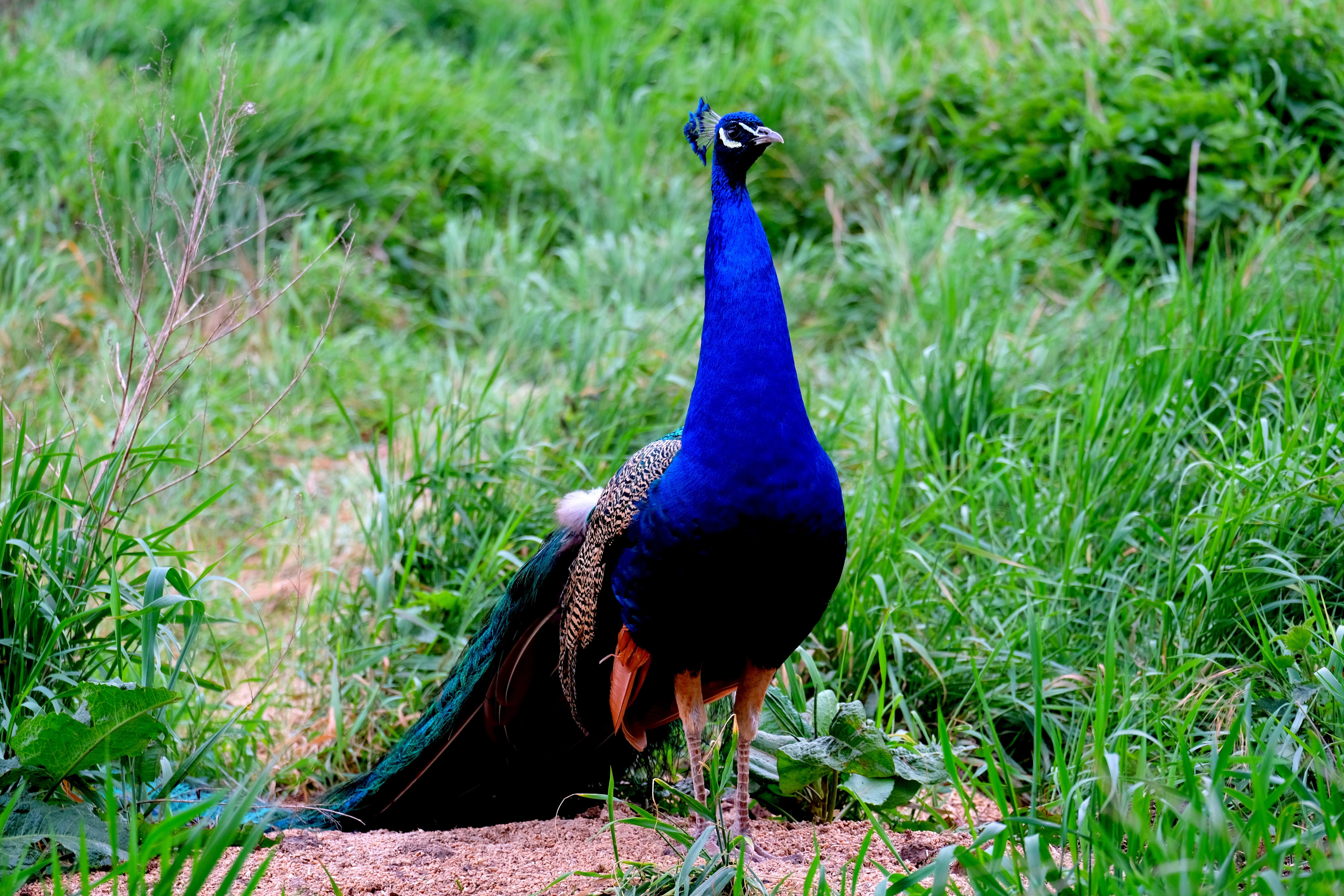 plumage, bird, grass, peacock, creature, field, growth, colorful, male Animal, animal themes, land, majestic, strut, animals in the wild, one animal, animal wildlife, HD Wallpaper