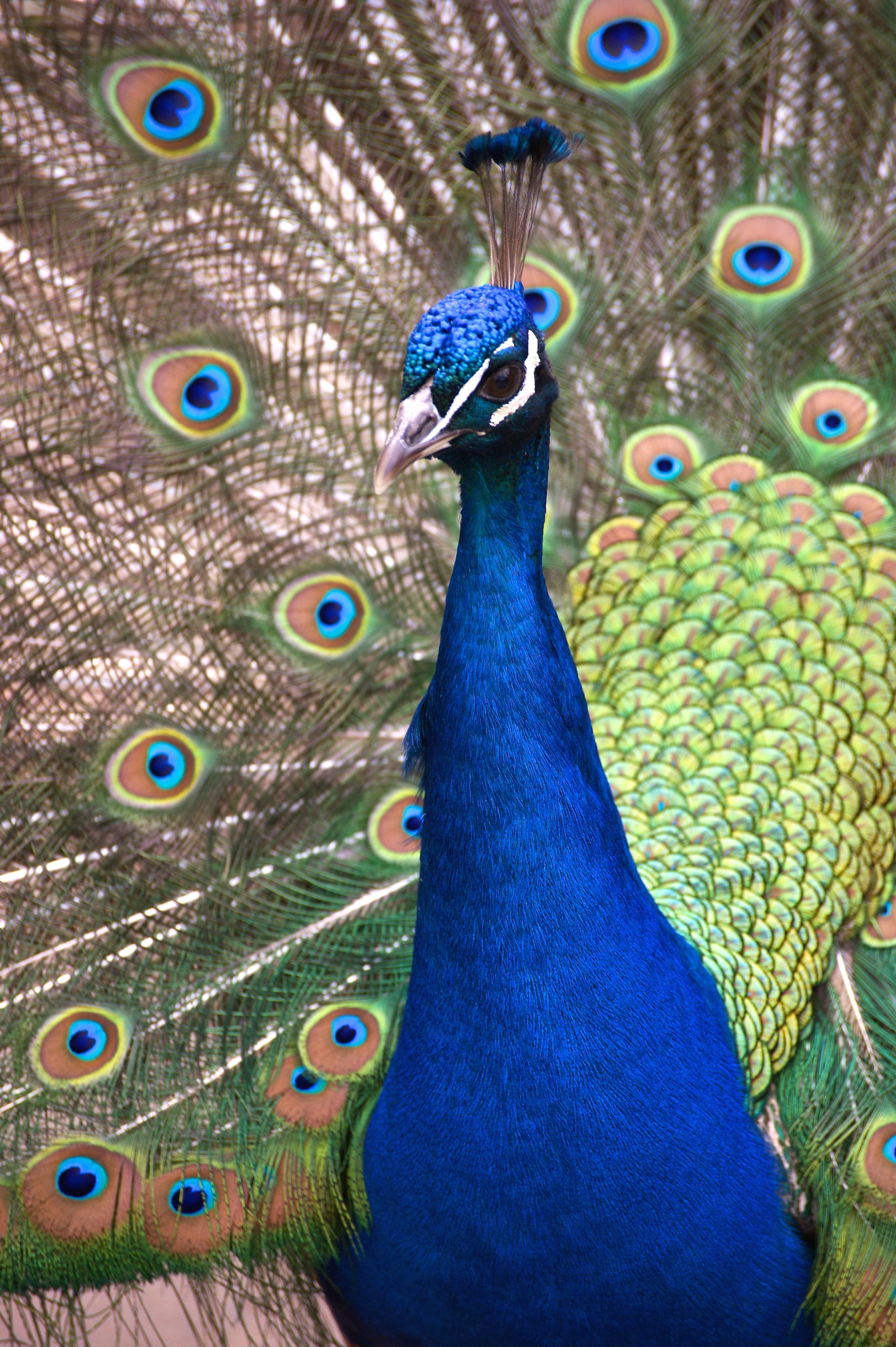 animal world, blue, one animal, animal neck, head, pride, feather, plumage, vertebrate, colorful, animals in the wild, animal body part, animal head, close-up, Phone HD Wallpaper