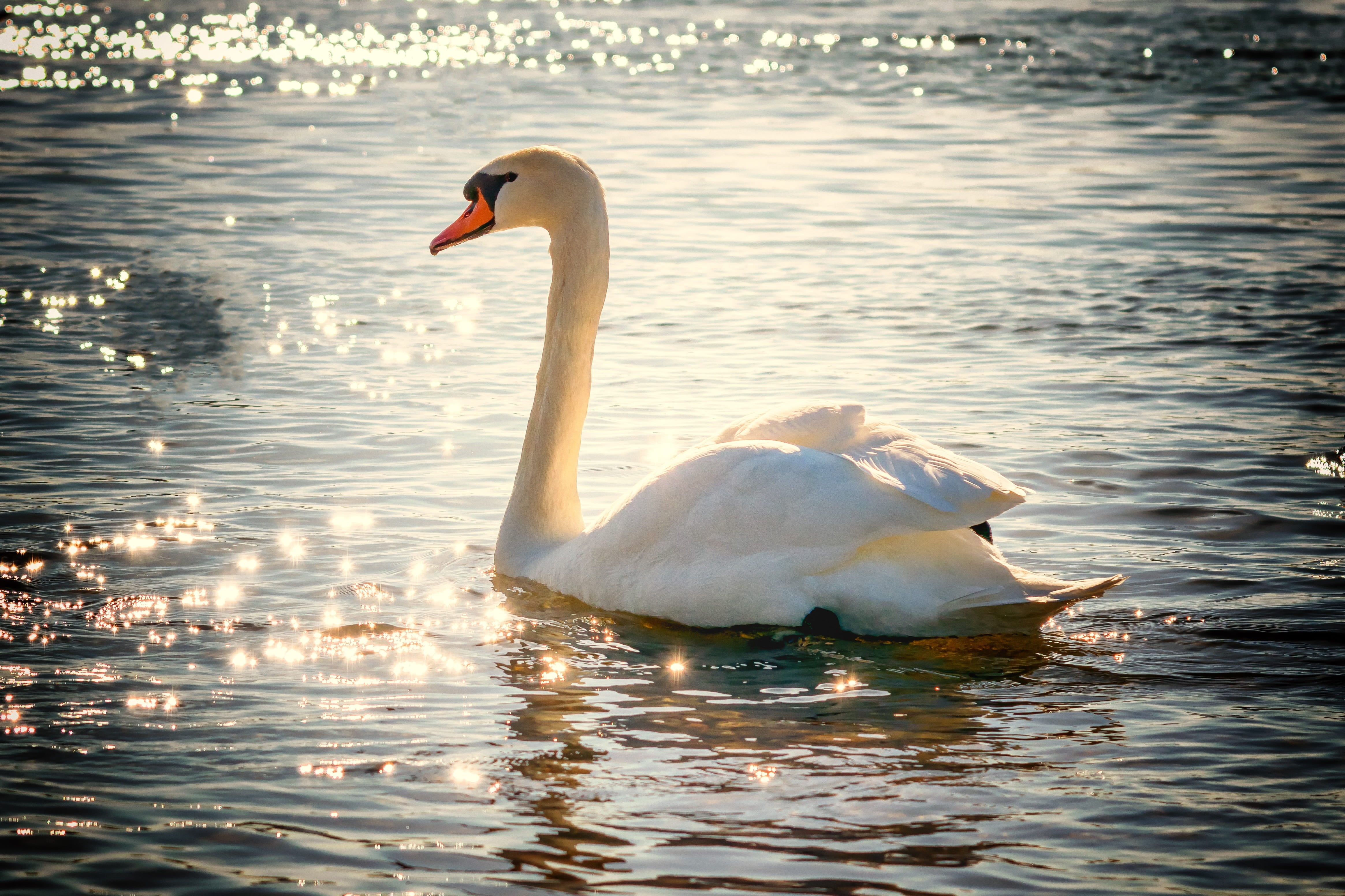 one animal, swan, mute swan, animal neck, animal, white, swimming, vertebrate, water bird, romantic, mirroring, poultry, white color, lake, reflection, HD Wallpaper