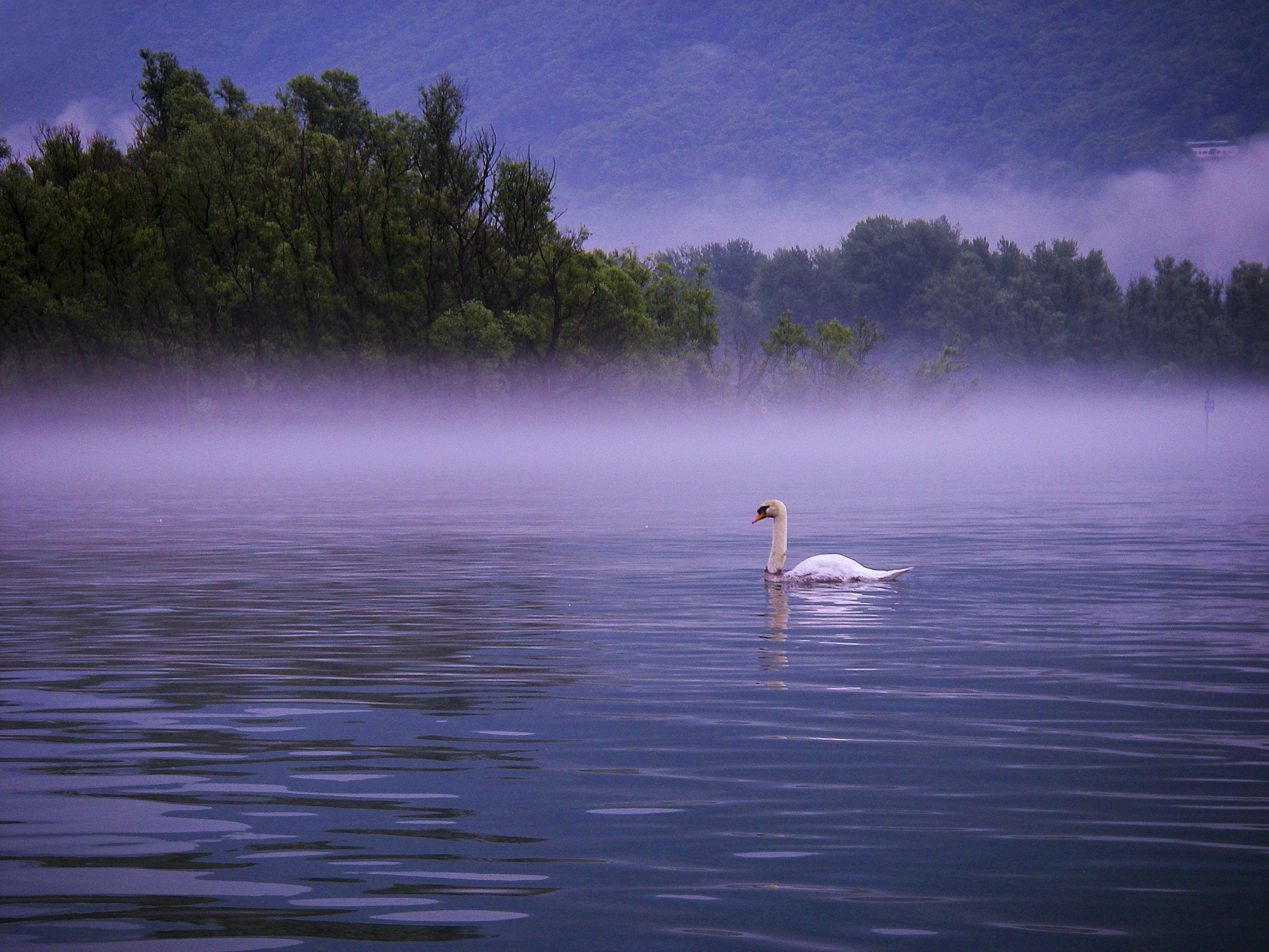beauty in nature, bird, day, animal, waterfront, outdoors, green, morning, animal wildlife, tree, vertebrate, water bird, lago maggiore, fogs, plumage, HD Wallpaper