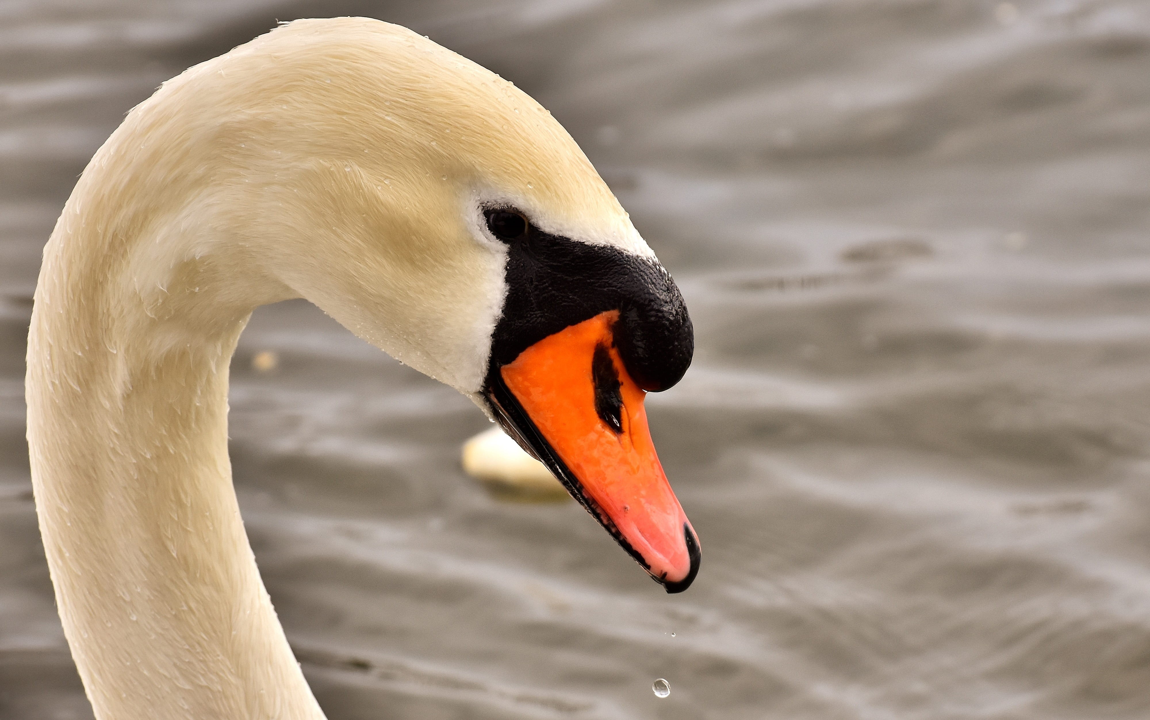 floating on water, animal, animals in the wild, pride, water, animal body part, nature, one animal, animal eye, close-up, animal world, water bird, photo, HD Wallpaper