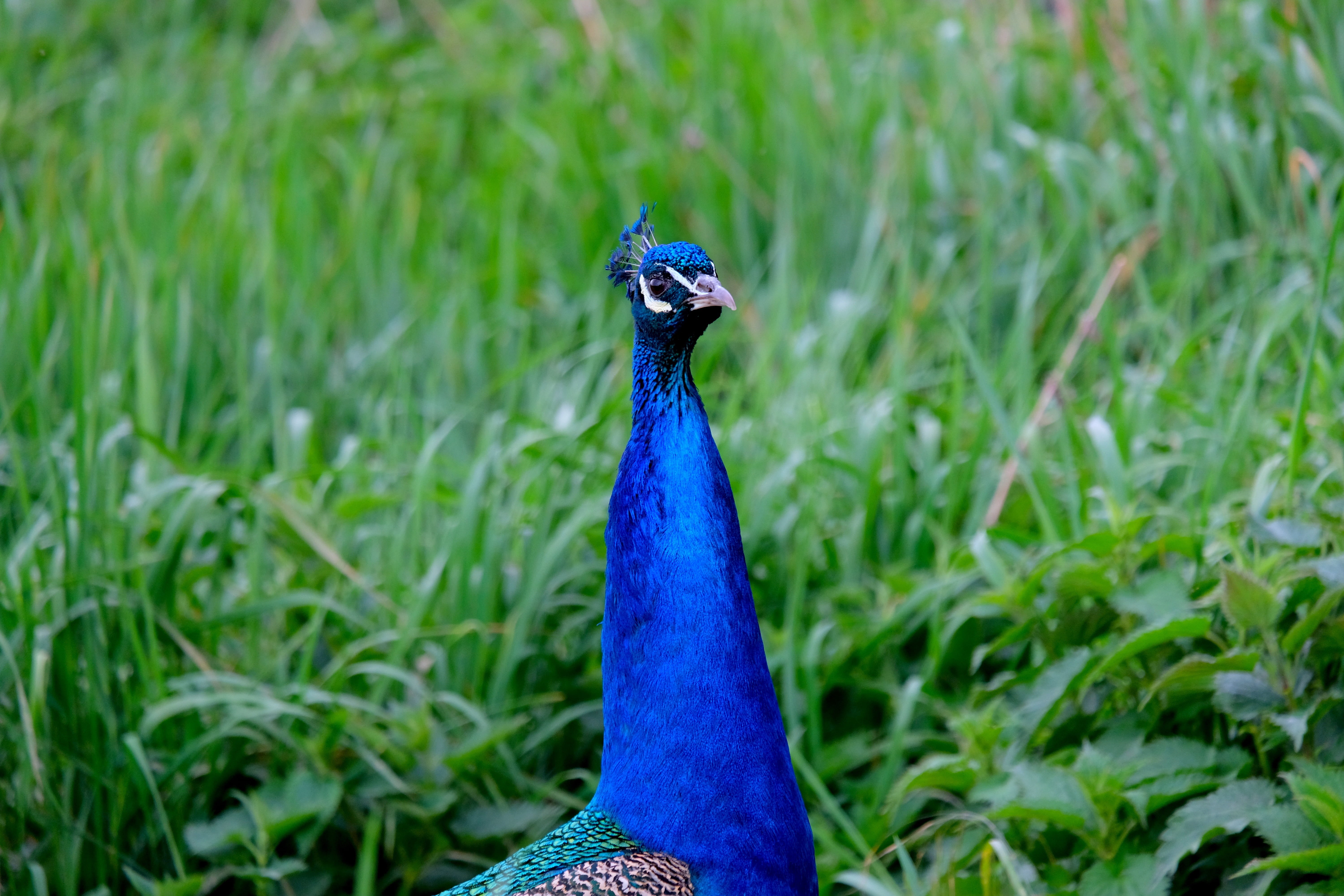 plumage, bird, peacock, green, feather, iridescent, males, majestic, alone, animal neck, animal wildlife, one animal, animals in the wild, animal themes, HD Wallpaper