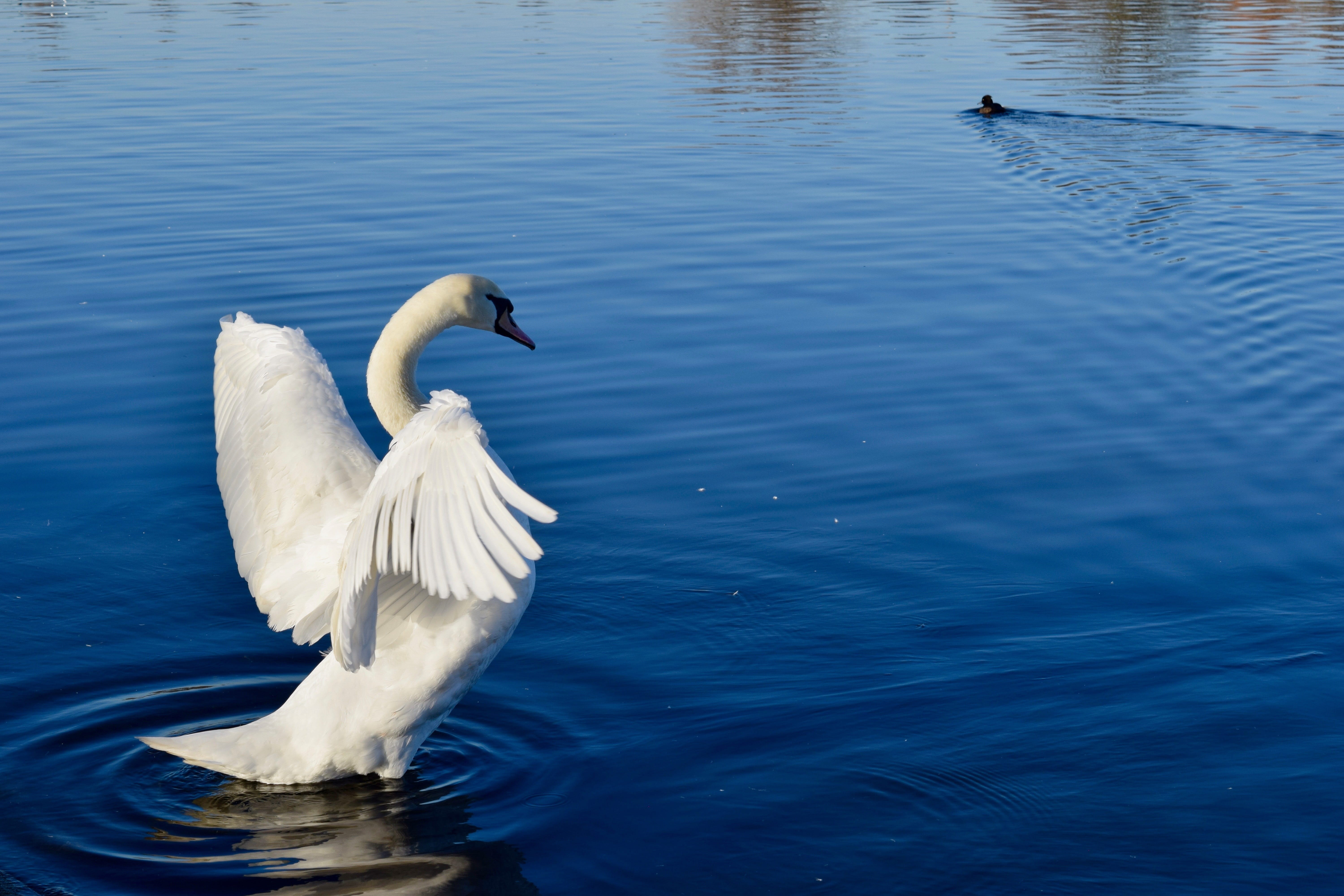 pool, composure, pleasure, happy, peace, palm, beauty in nature, day, travel, mood, mute swan, lifestyle, animal wildlife, 5K, water, calmness, animal, HD Wallpaper