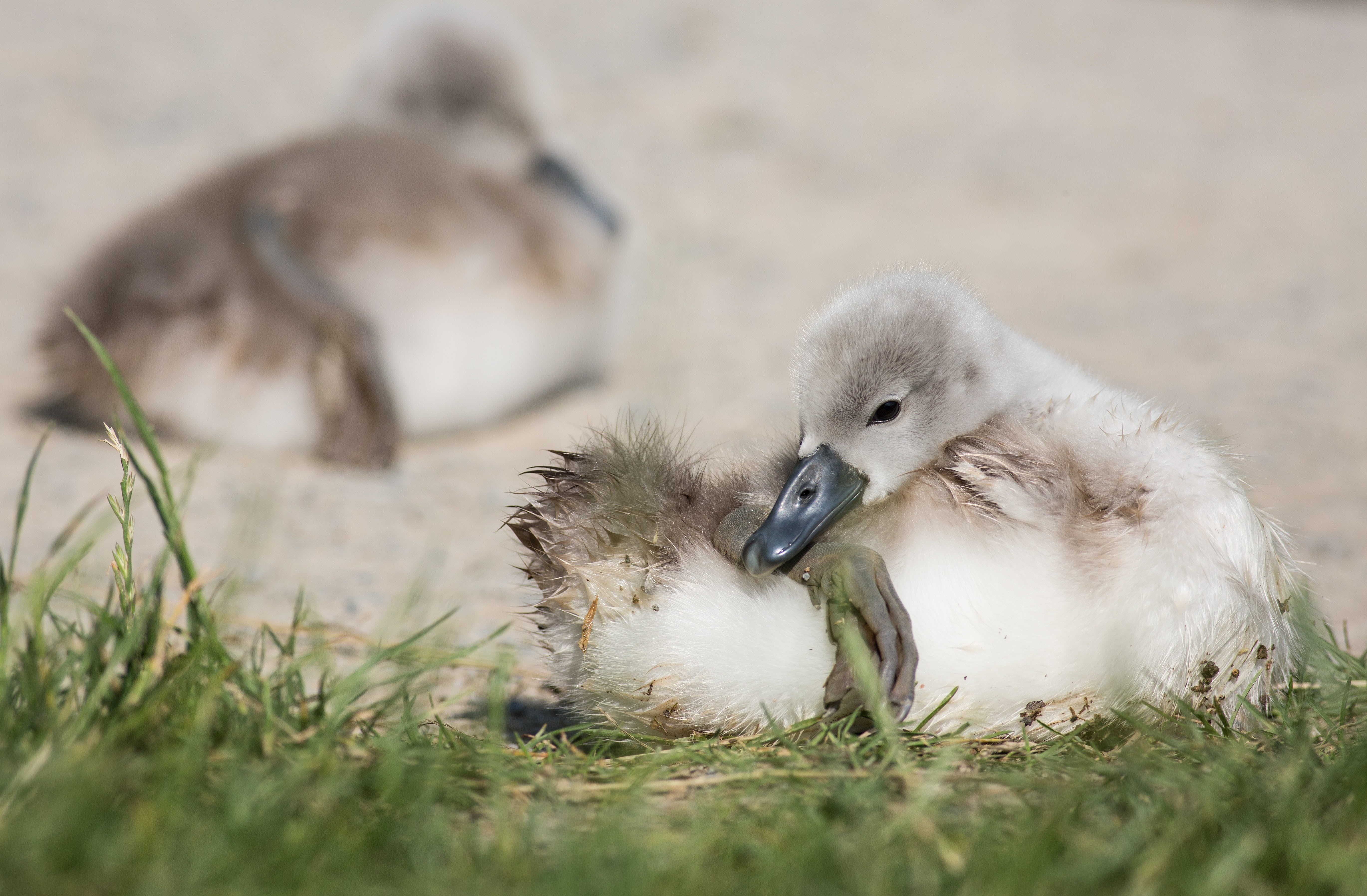 waters, boy, selective focus, animals in the wild, bill, young bird, love, duck, cute, elegant, head, animal world, day, 5K, gosling, daytime, back light, HD Wallpaper