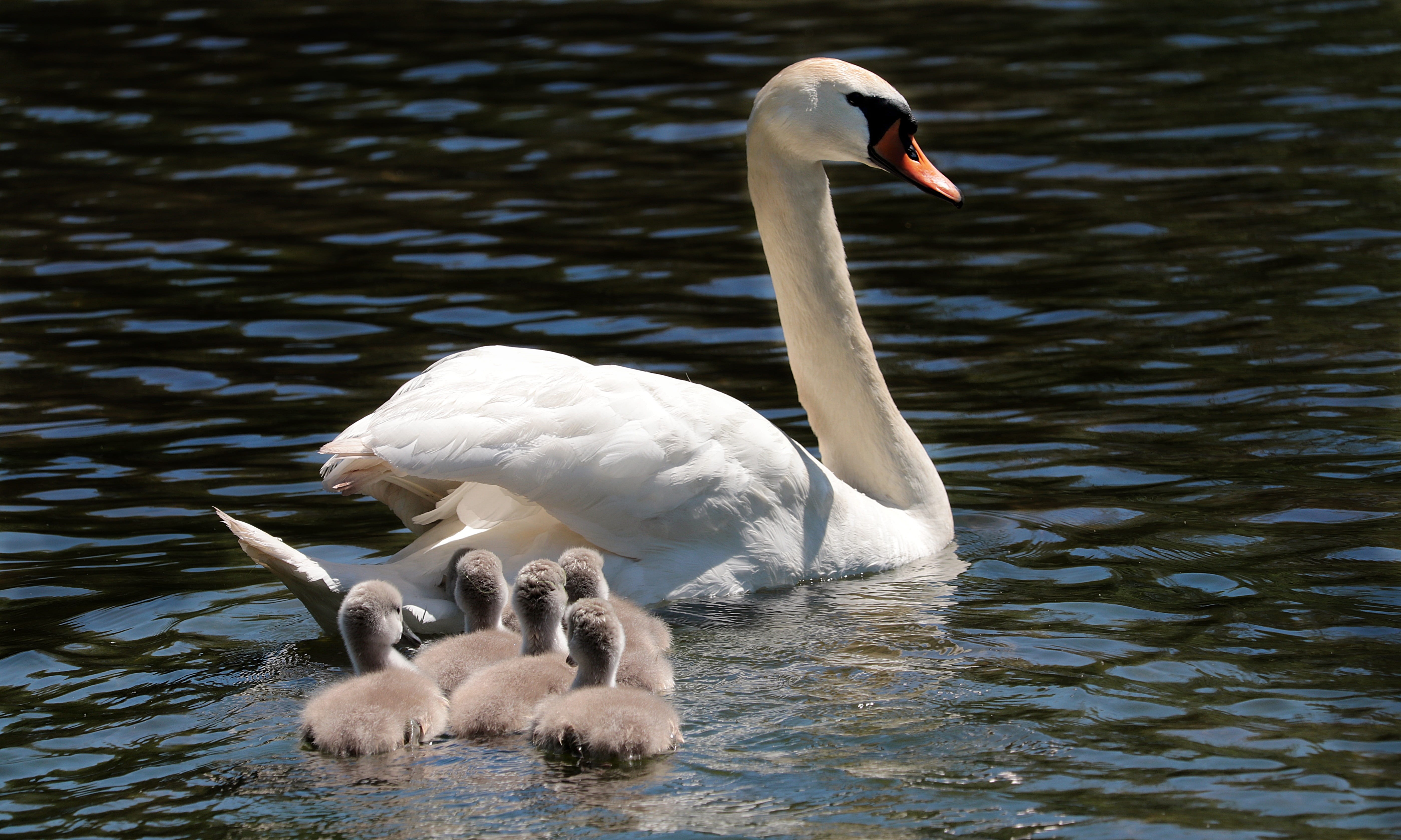 young bird, group of animals, young swans, vertebrate, baby swans, animal neck, care, plumage, cygnets, lake, bird, animals in the wild, animal wildlife, HD Wallpaper