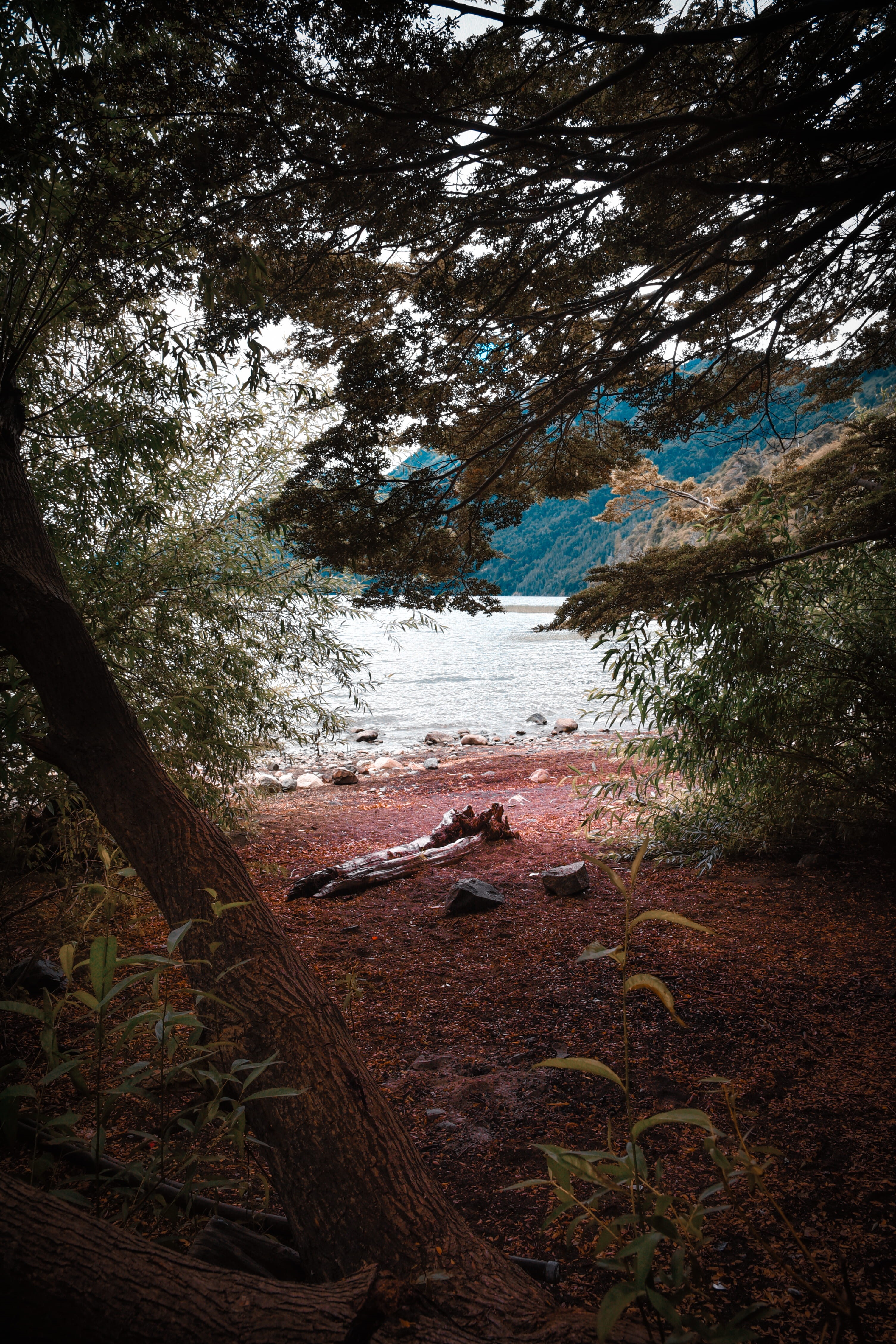 tranquility, nature, day, non-urban scene, plant, landscape, outdoors, 4K, no people, tranquil scene, growth, sky, environment, patagonia, land, tree, Phone HD Wallpaper