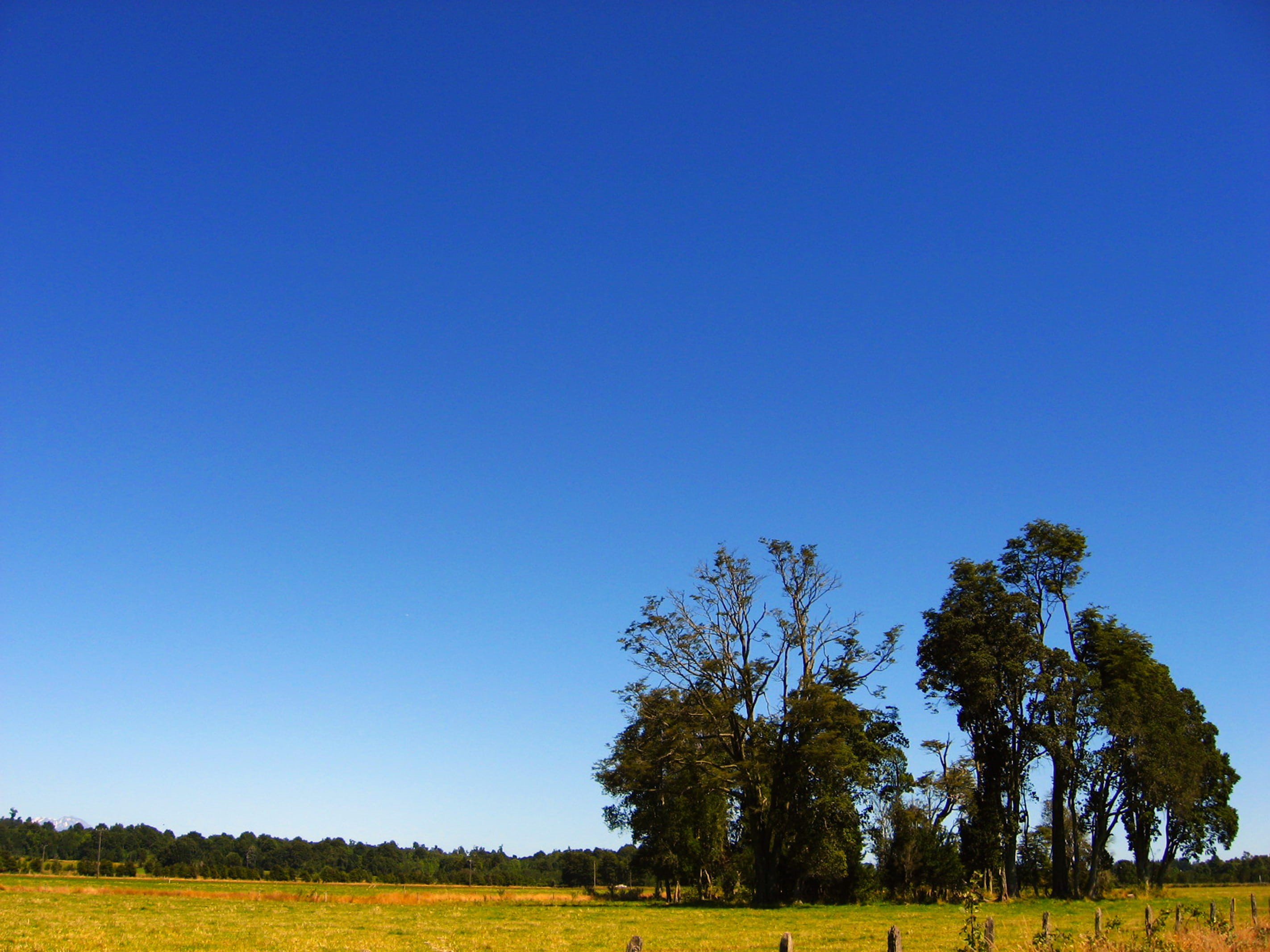 chie, nature, landscape, tranquil scene, grass, copy space, blue, camino a lago ranco, sky, tree, plant, outdoors, tranquility, campo, growth, ix región, HD Wallpaper