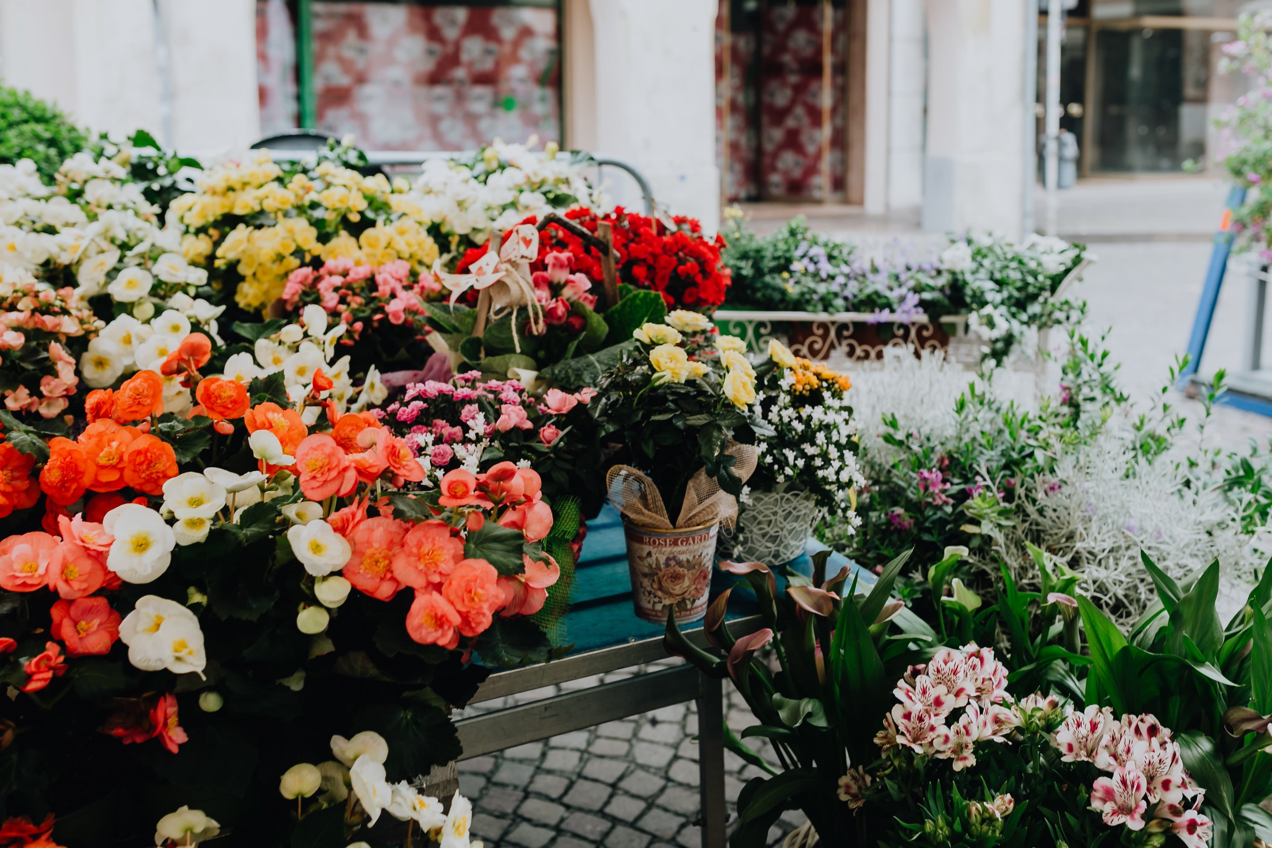 outdoors, flower, flower shop, flower pot, day, castelfranco veneto, growth, blossom, 4K, blooming, petal, flower head, vulnerability, flowering plant, HD Wallpaper