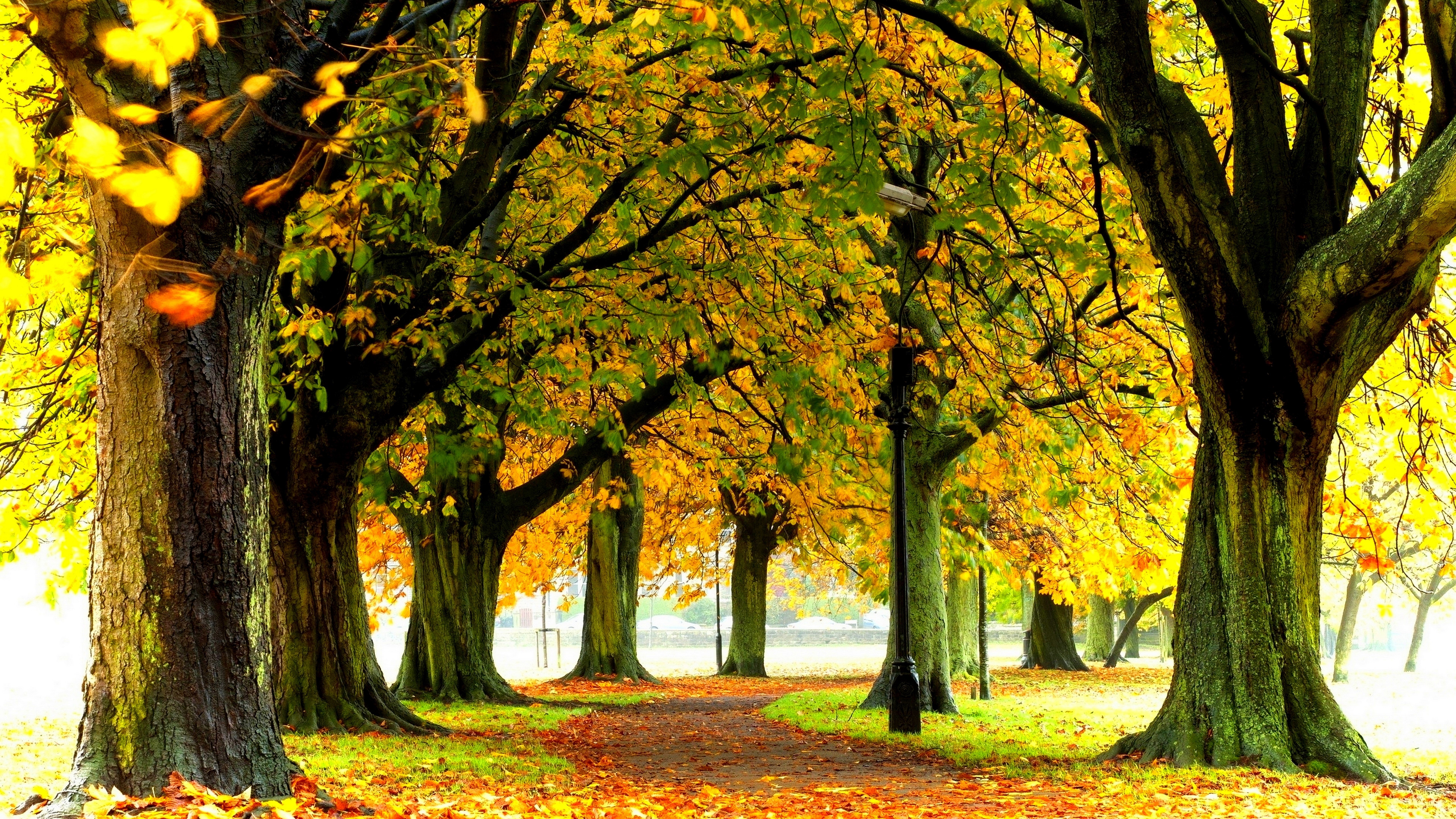 8K, nature full size desktop 7680x4320, HD Wallpaper