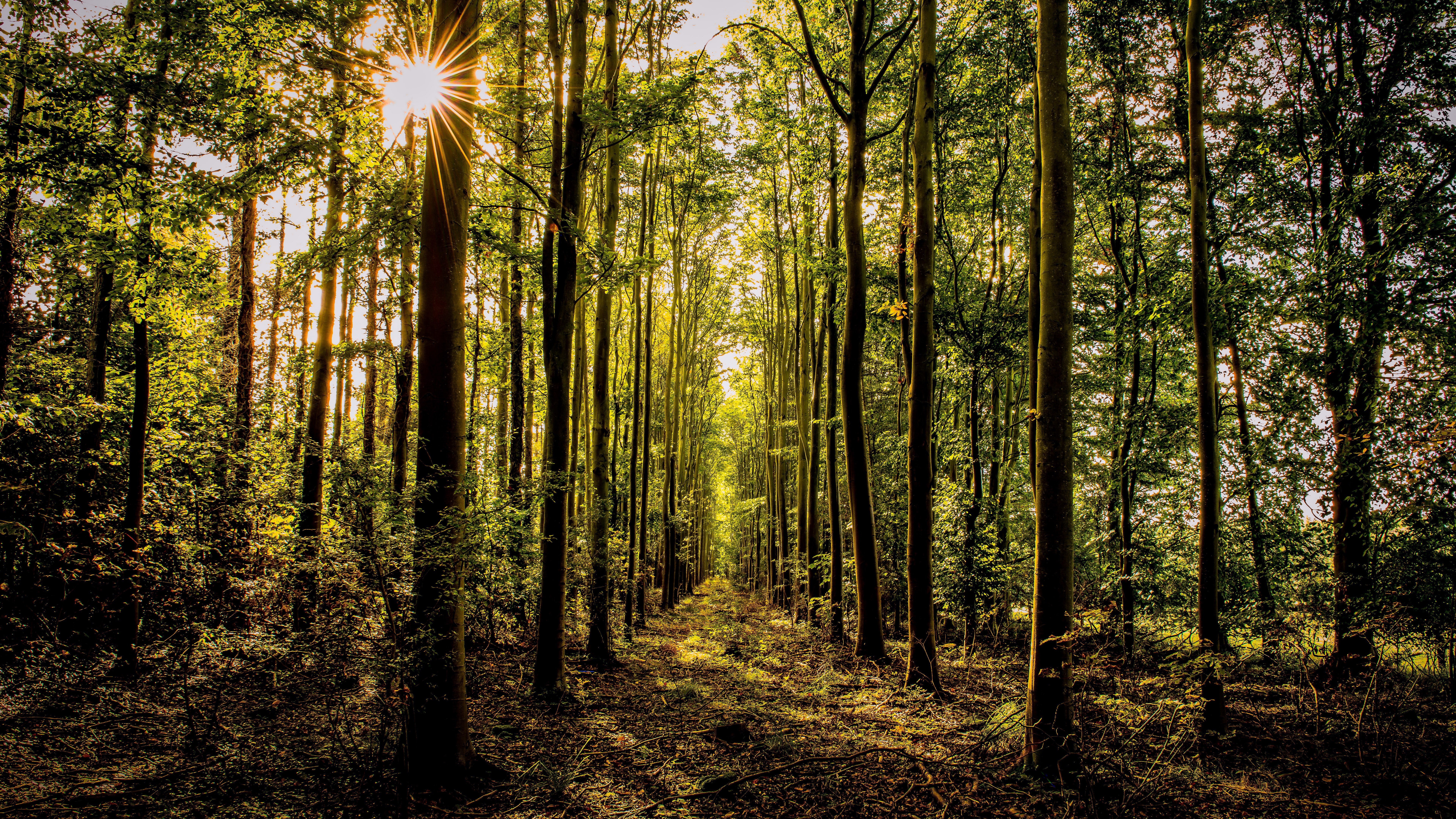 8K, nature full size desktop 7680x4320, HD Wallpaper