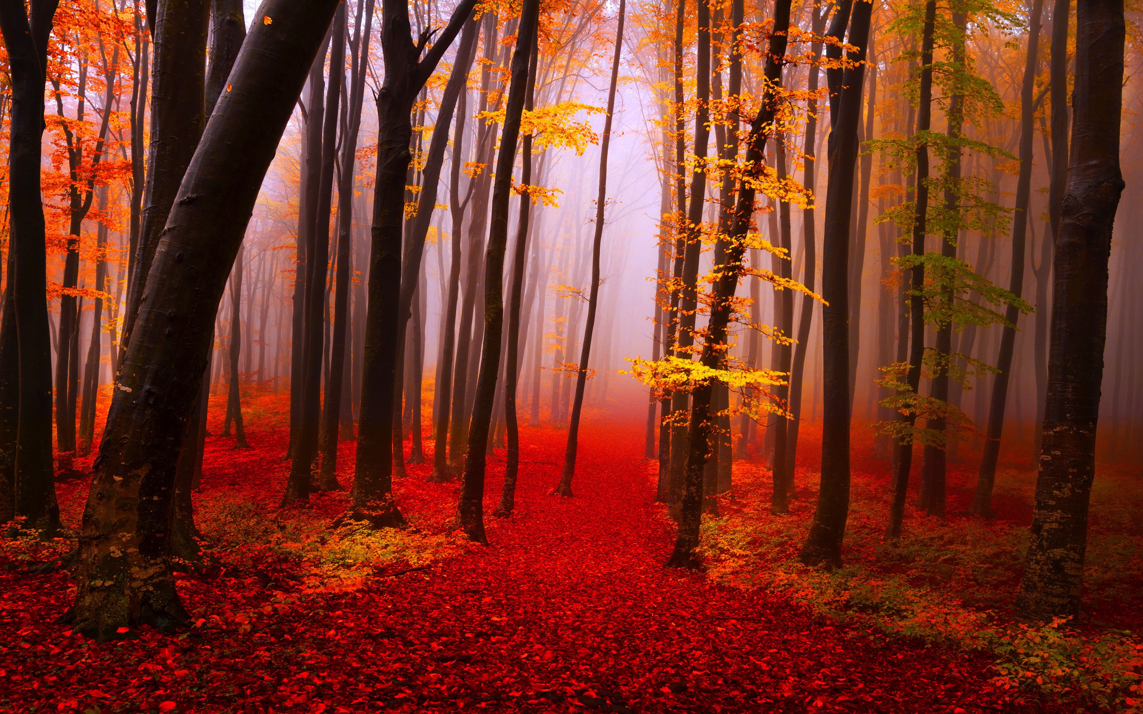 trunk, nature, trees, no people, plant, non-urban scene, fog, change, outdoors, tranquil scene, orange color, land, tree, fall, beauty in nature, HD Wallpaper