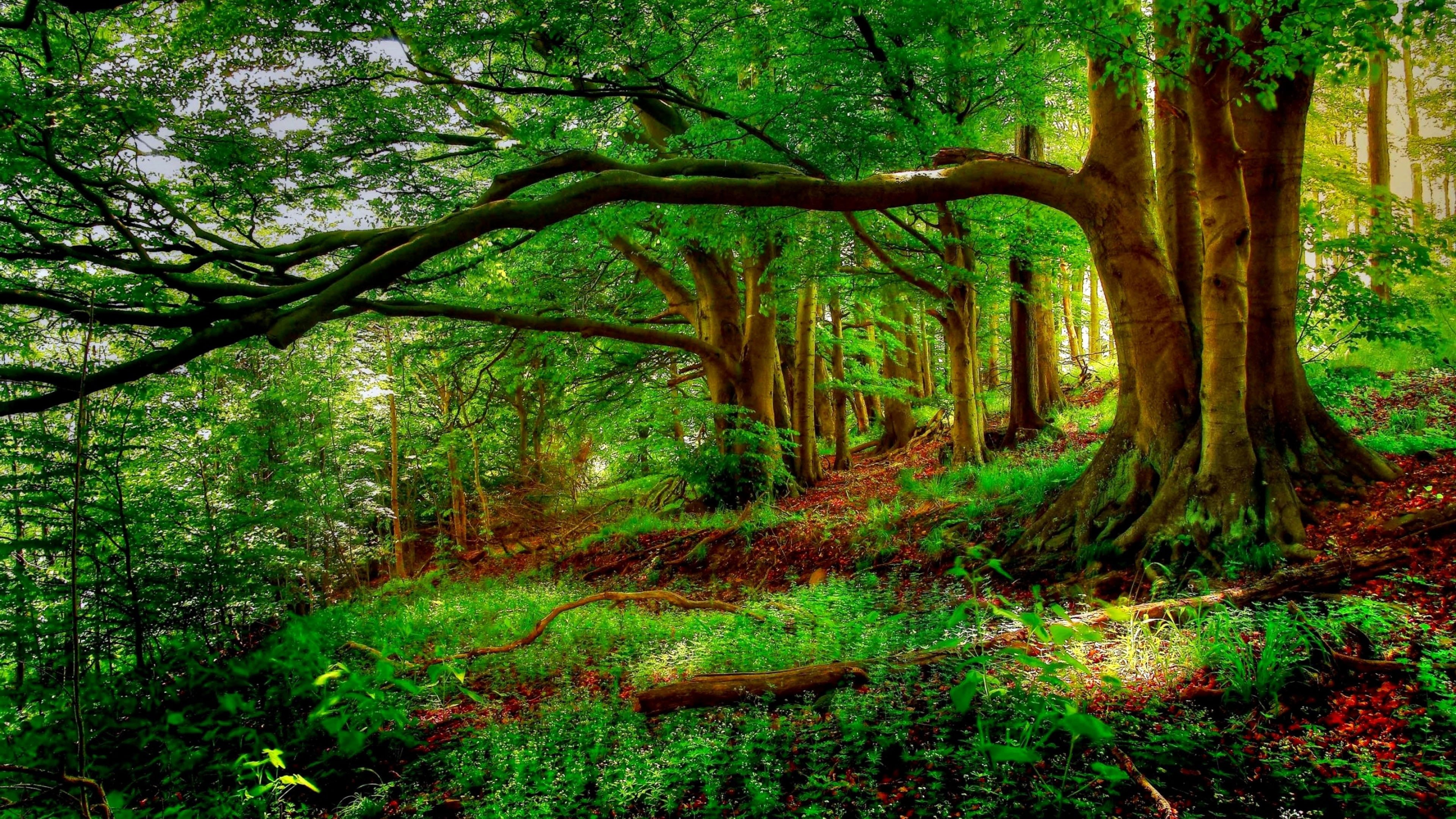 lush foliage, outdoors, plant, tranquil scene, trees, forest, tranquility, scenics - nature, nature, growth, day, new, beauty in nature, 4K, green color, HD Wallpaper