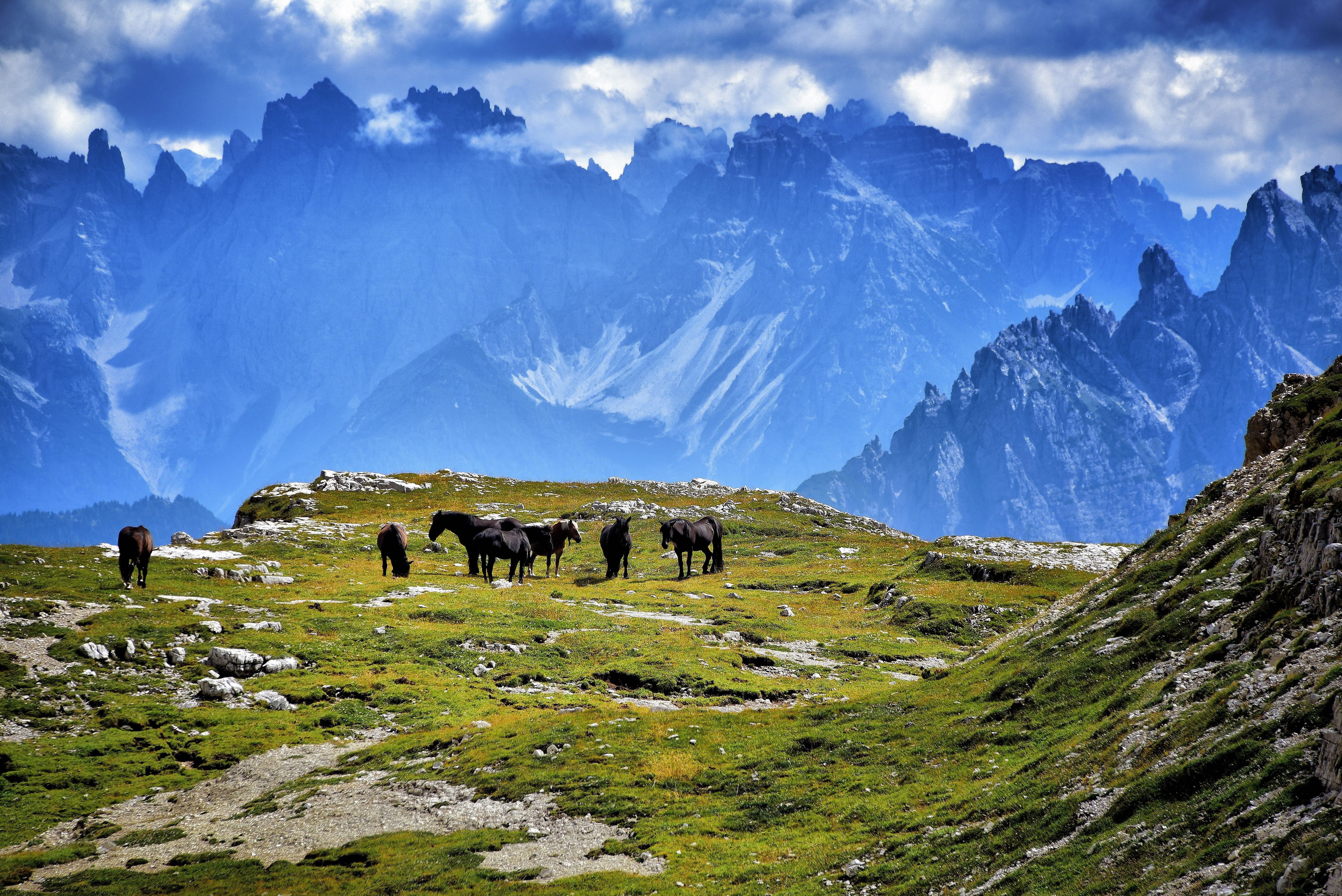 herbivorous, peak, environment, colors, landscape, pets, animal, green, group of animals, lavaredo, walk, mountain peak, mountain, blue, three peaks, cloud - sky, HD Wallpaper