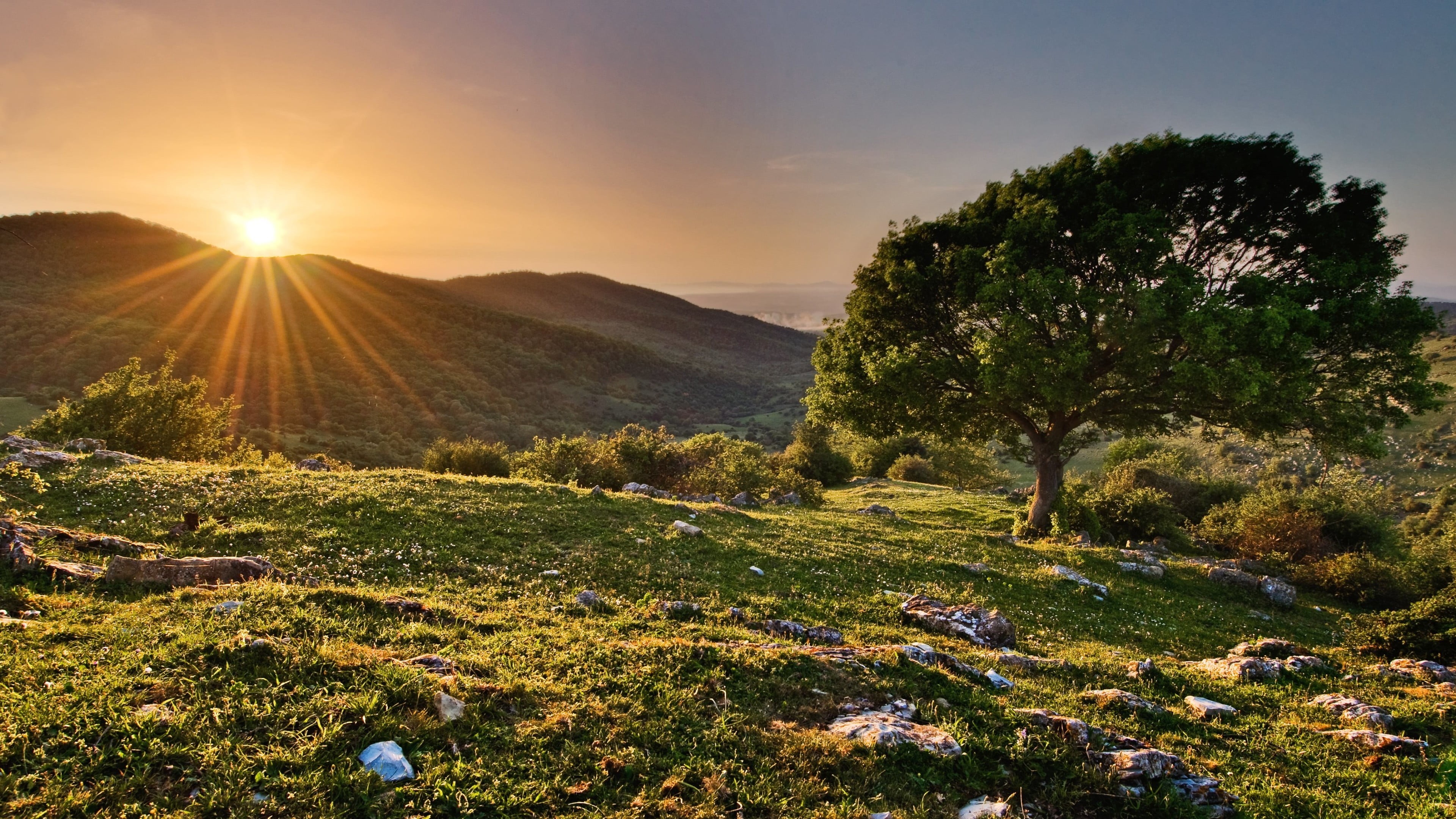 sky, non-urban scene, idyllic, plant, tre, no people, growth, sunlight, beauty in nature, outdoors, clear sky, trees, nature, sunset, HDR, scenics - nature, HD Wallpaper