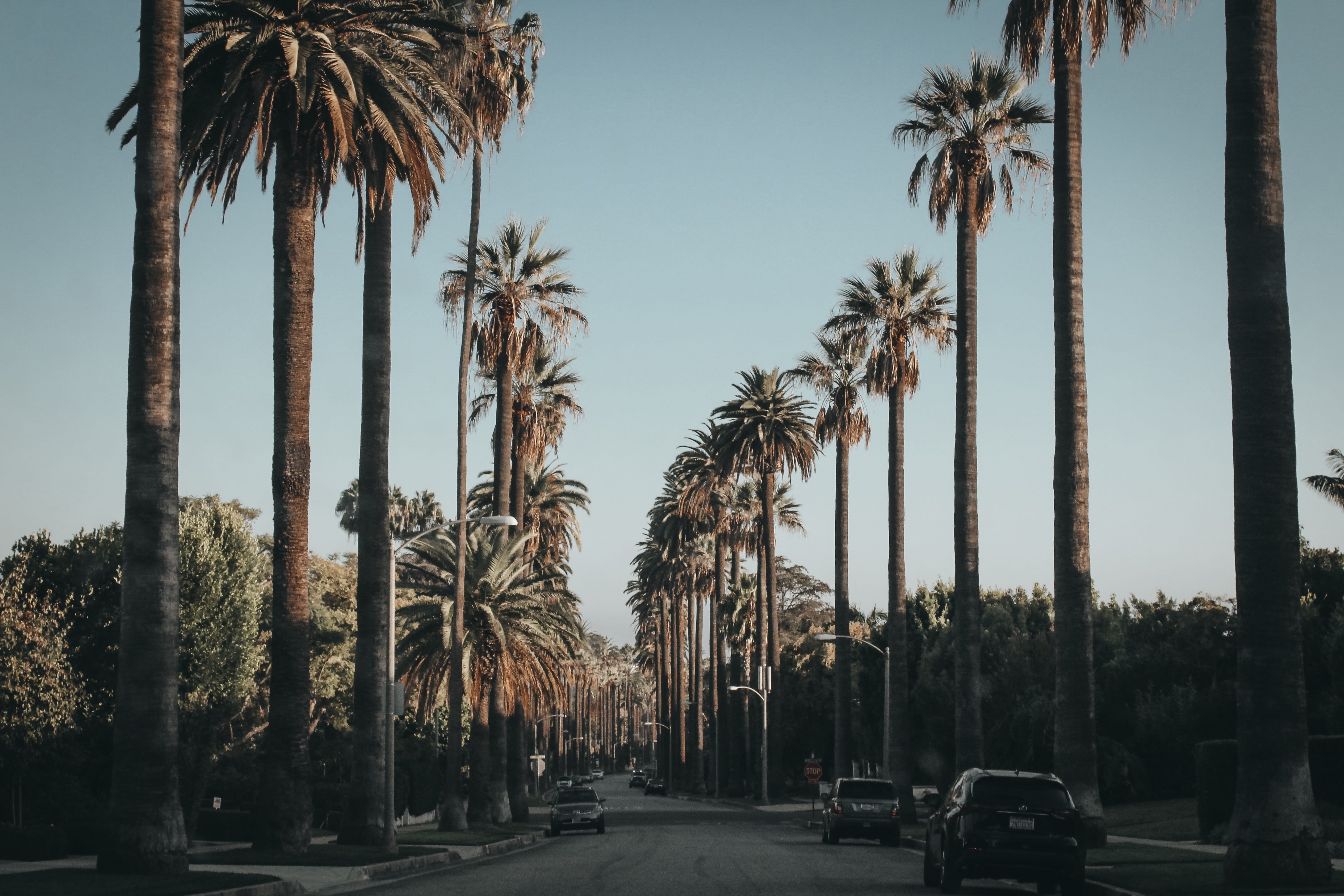palm trees, land vehicle, beverly hills, design, tropical climate, clouds, palm leaves, transportation, daytime, city, beside, treelined, mode of transportation, HD Wallpaper