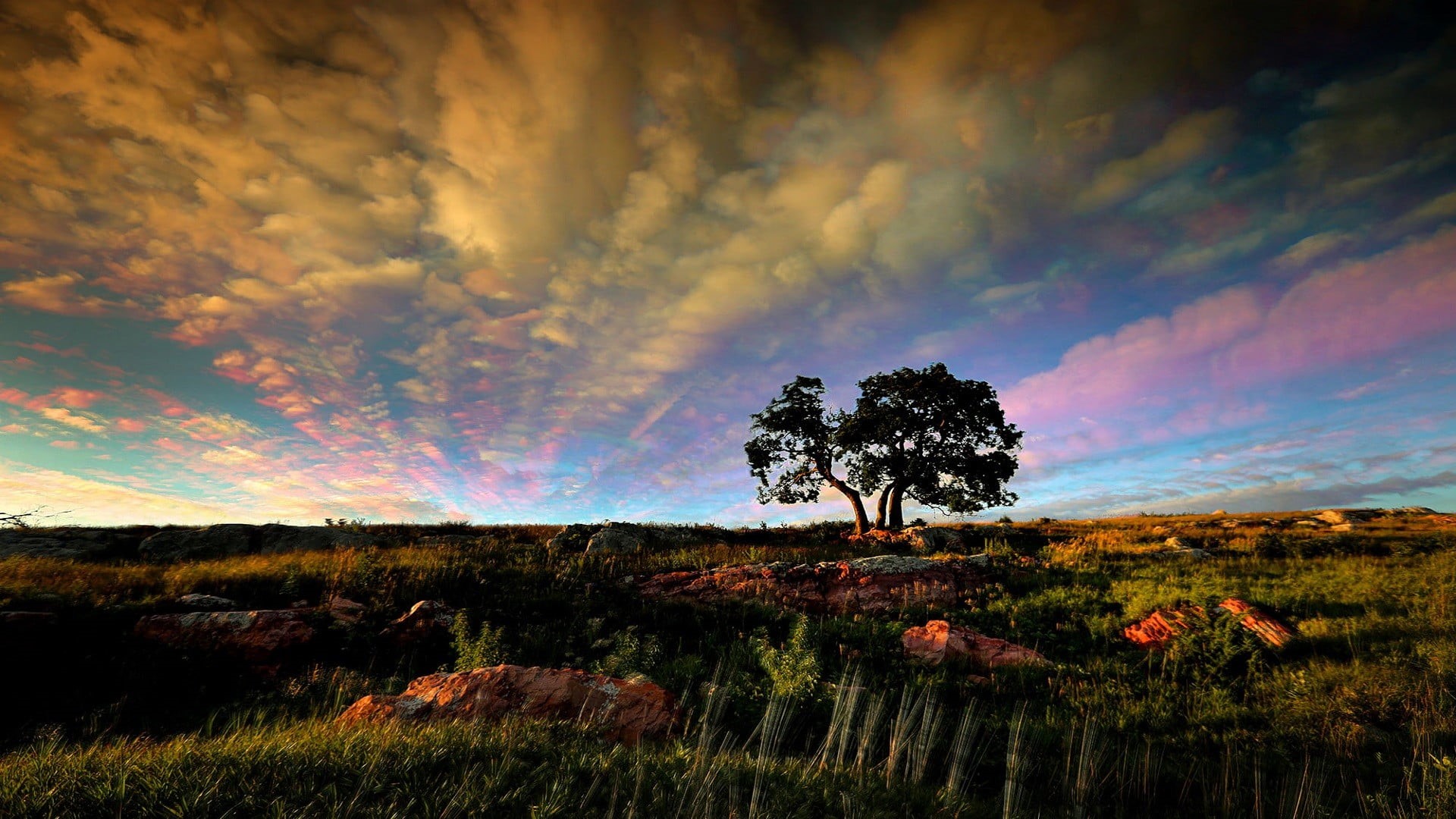 sunset, dramatic sky, scenics - nature, tree, idyllic, sky, land, non-urban scene, 1080P, clouds, grass, green, growth, no people, nature, beauty in nature, HD Wallpaper