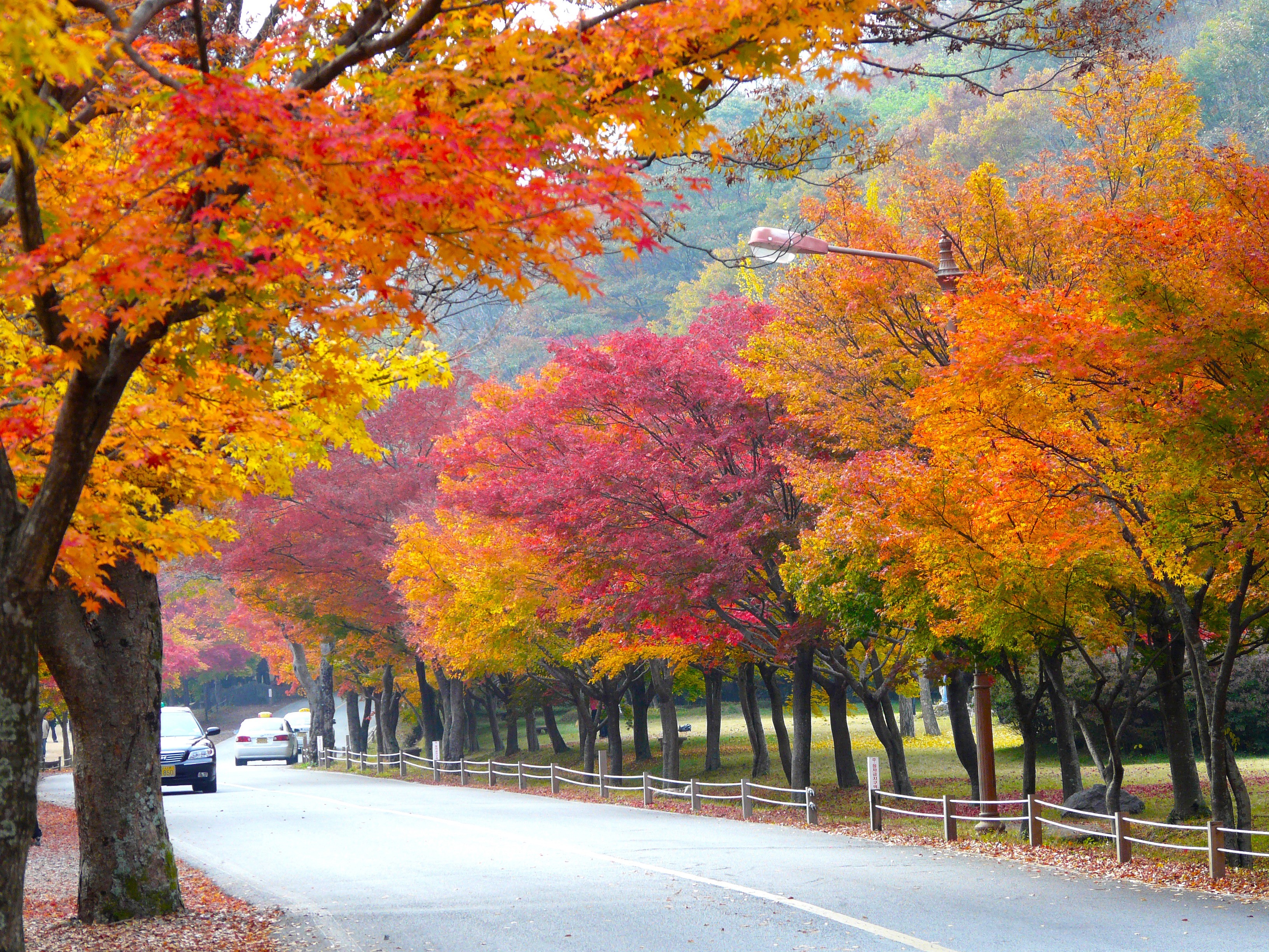 treelined, orange Color, scenic, no people, tourism, maple Tree, scenics - nature, plant part, black, scene, 2K, street, outdoors, fall colors, sign, red, HD Wallpaper