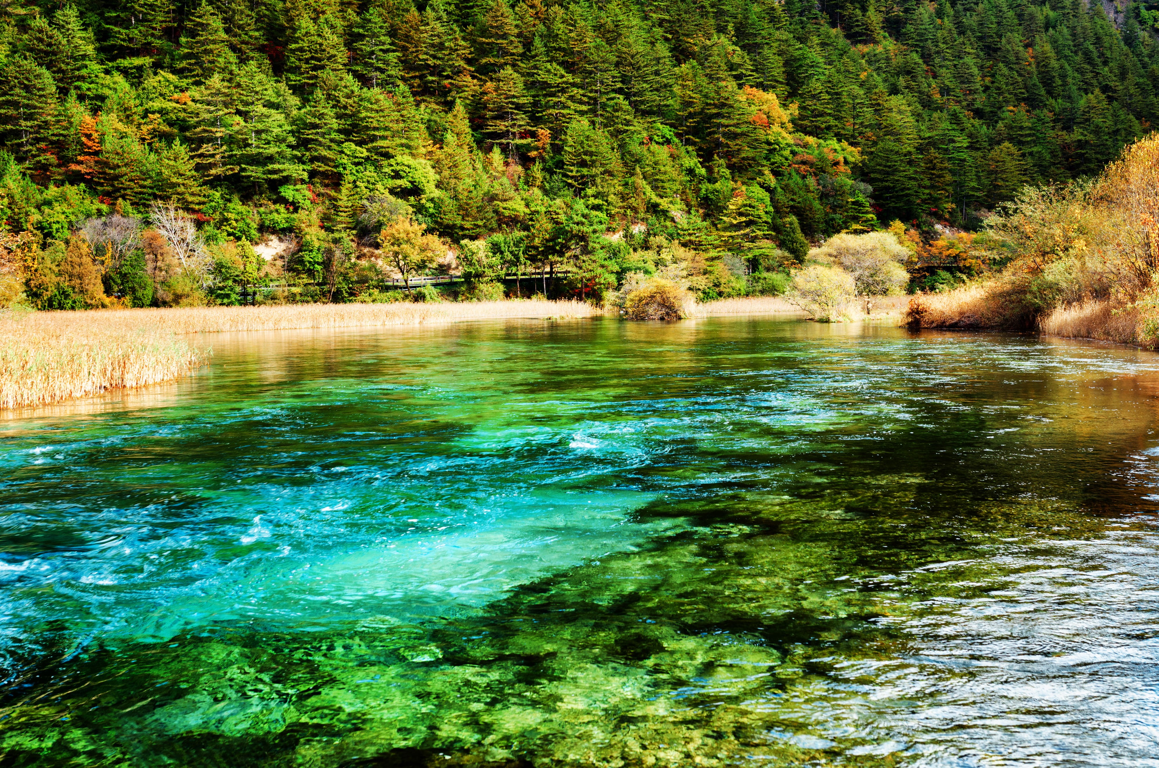 tre, China, river, 4K, green, Jiuzhaigou national park, forest, leafed, trees, HD Wallpaper