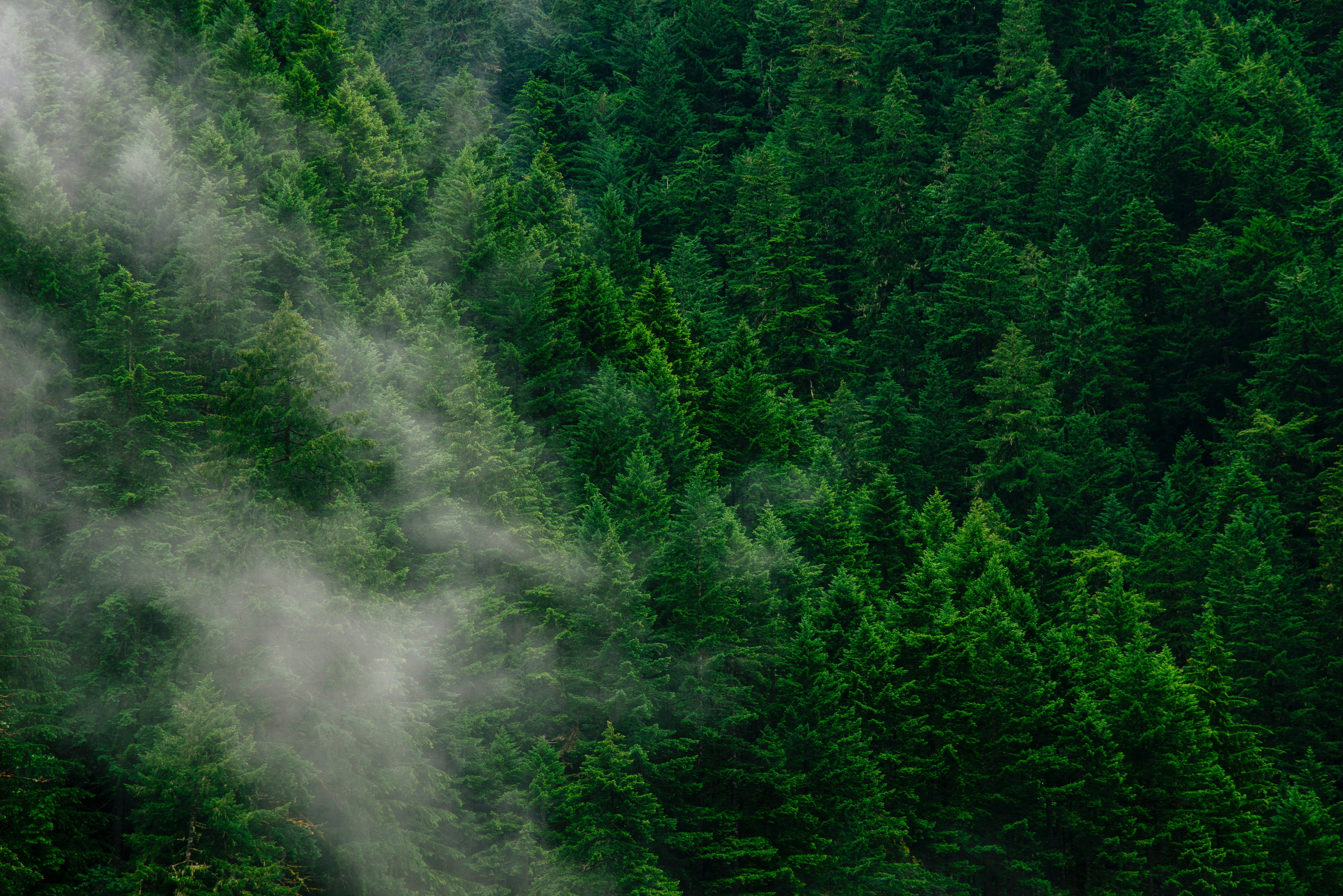 growth, full frame, woodland, beauty In Nature, environment, water, tres, green Color, top view, scenics, backgrounds, tree, summer, pine woodland, evergreen tree, HD Wallpaper
