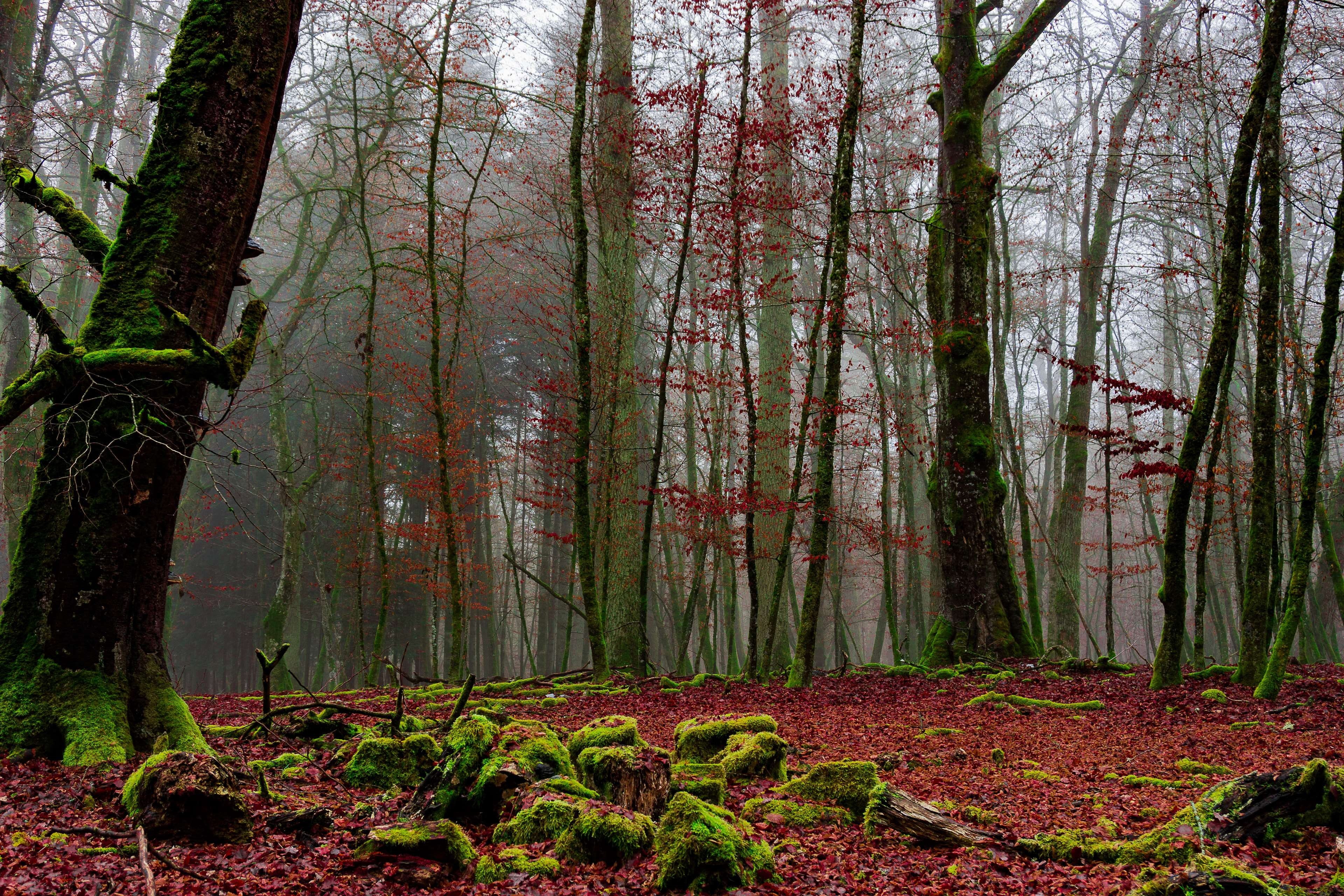 board, cold, aesthetic, woodland, decorative, autumn, brown, black, fog, nature, beauty in nature, day, green color, colorful, outdoors, growth, fir, forests, HD Wallpaper