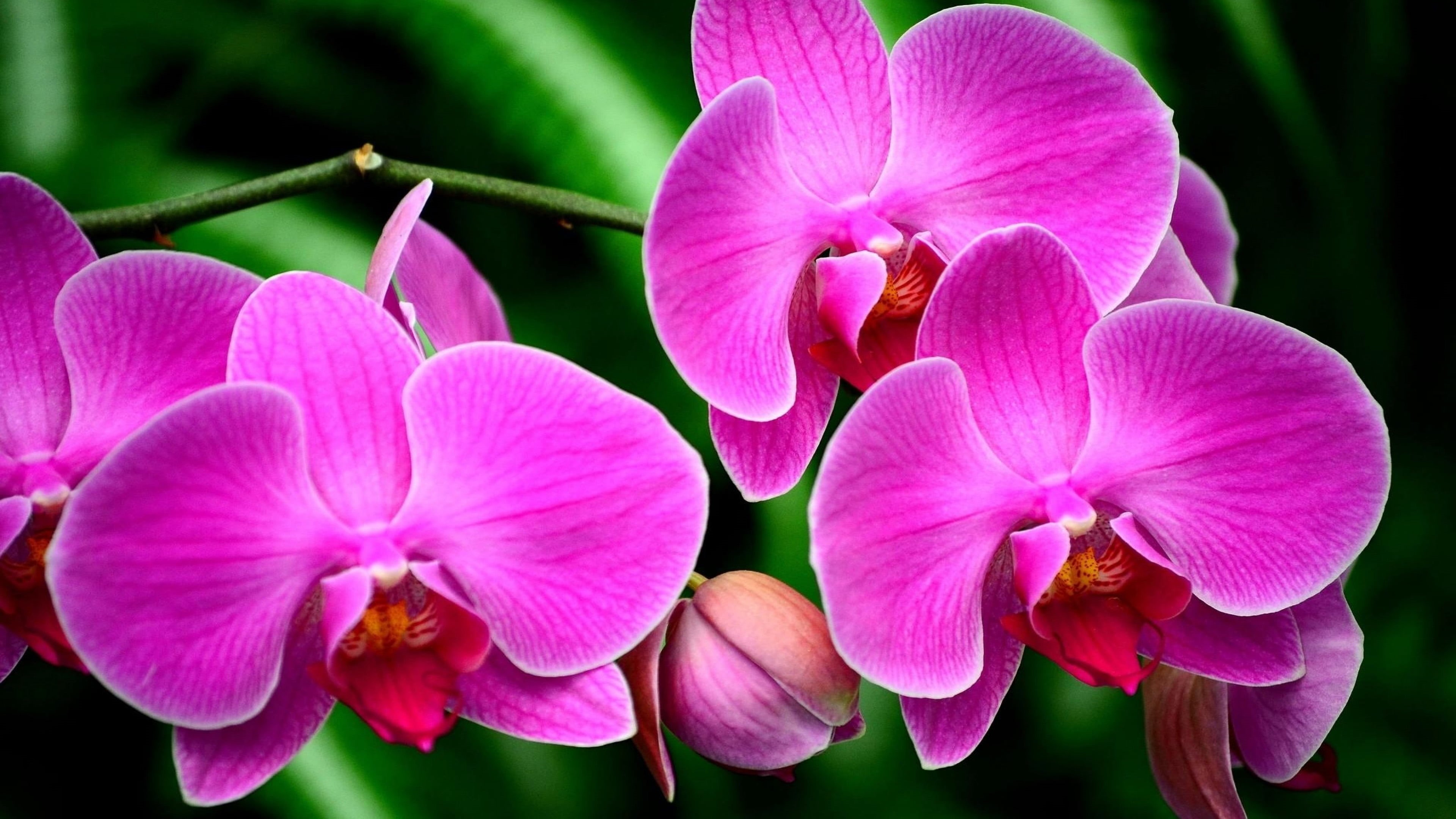 inflorescence, pollen, day, orchid, fragility, branch, tablet, exotic, flower, beauty in nature, petal, flower head, hd, freshness, no people, HD Wallpaper