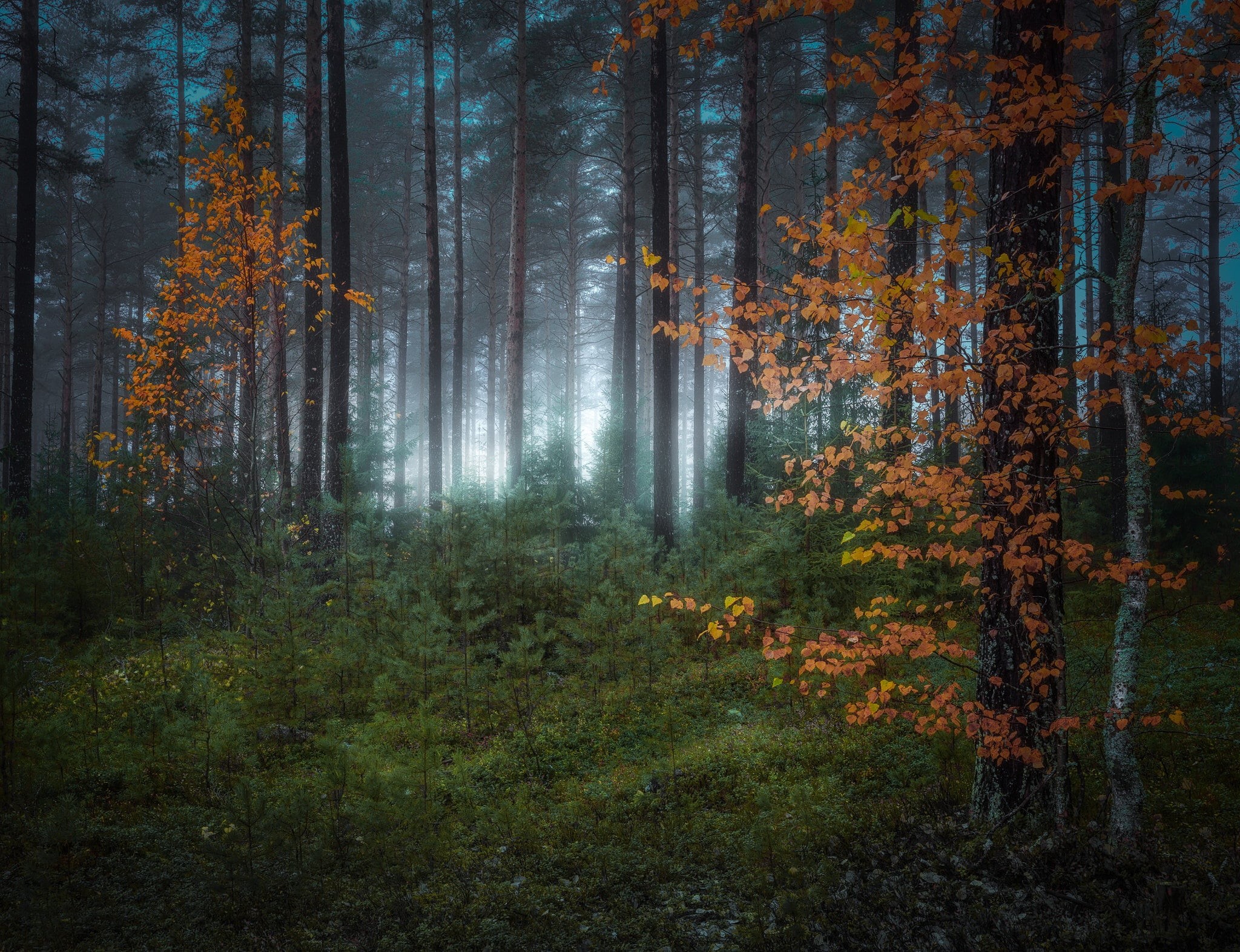 1080P, trees, RINGERIKE, autumn, Norway, forest, HD Wallpaper
