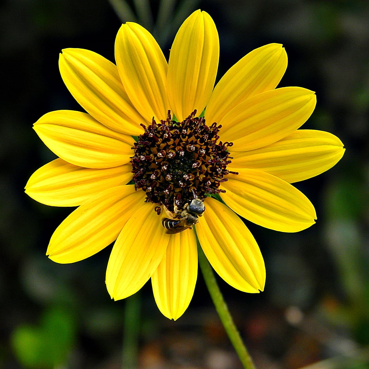 close-up, Frenchmans Forest Natural Area, 720P, Dune, helianthus, family, beach, petal, Asteraceae, pollinator, halictid, Palm Beach County  Florida, nature, Phone HD Wallpaper