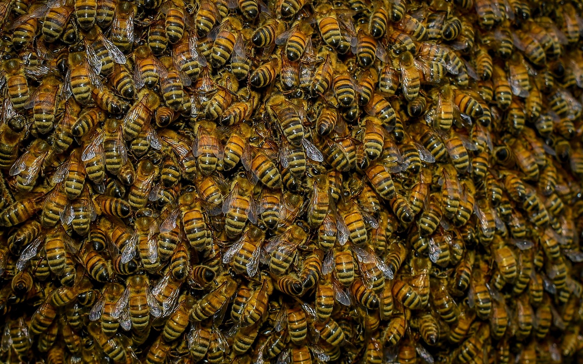 swarm, bees, 1080P, HD Wallpaper