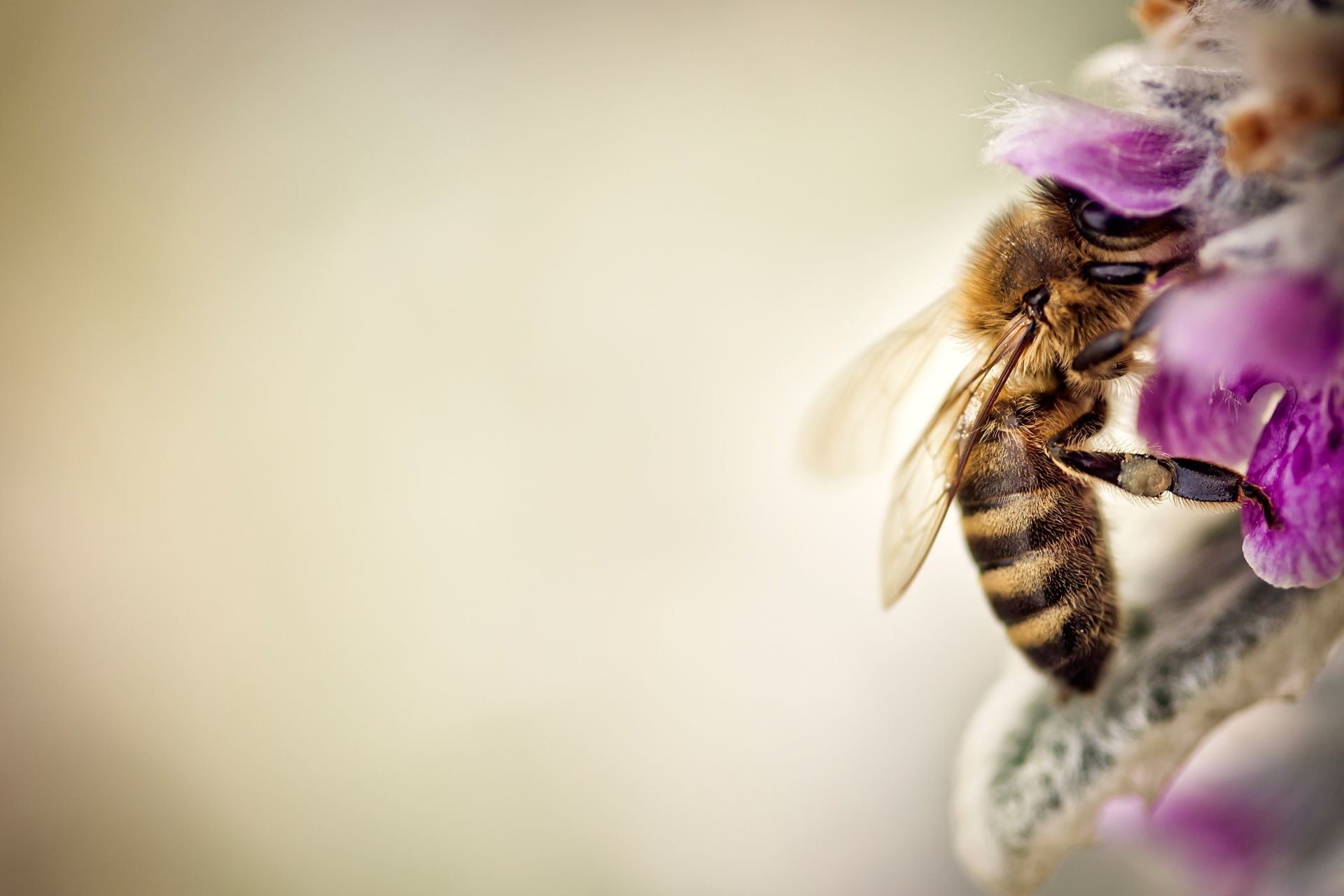 flower, vulnerability, flowering plant, animals, beauty In Nature, day, pollination, copy space, plant, blue, color Image, animal, yellow, animal themes, HD Wallpaper