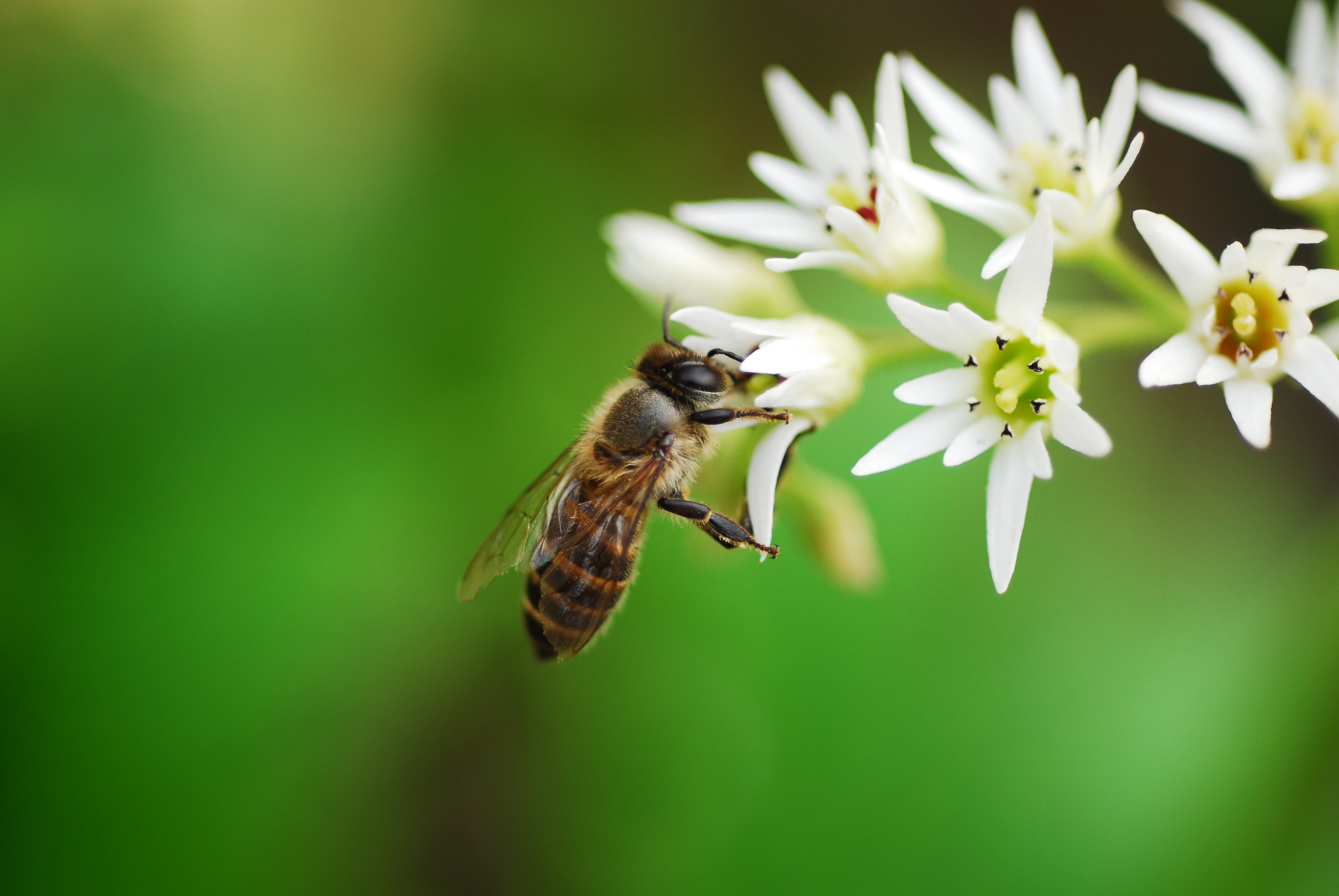 perched, f/2.8, spring, petaled, photography, animal, pollen, flower, 60mm, flowers, shallow, pollination, macro, Busy Bee, nature, focus, summer, white, HD Wallpaper