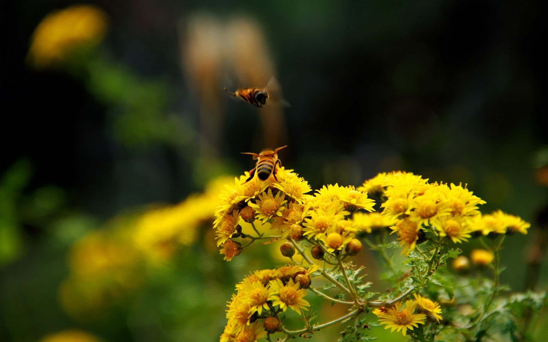 flowers, growth, petal, 1080P, insect, outdoors, close-up, no people, one animal, petaled, beauty in nature, green, macro, bees, vulnerability, flowering plant, HD Wallpaper